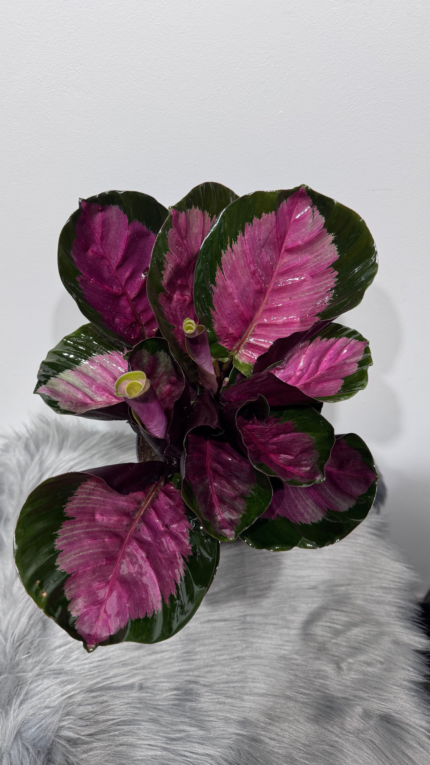 Calathea Roses Crimson