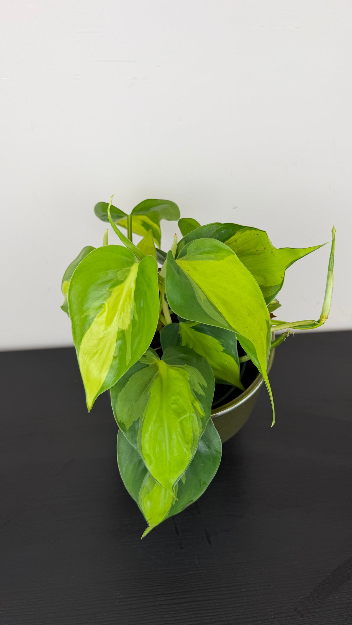 Philodendron Scandens Brasil