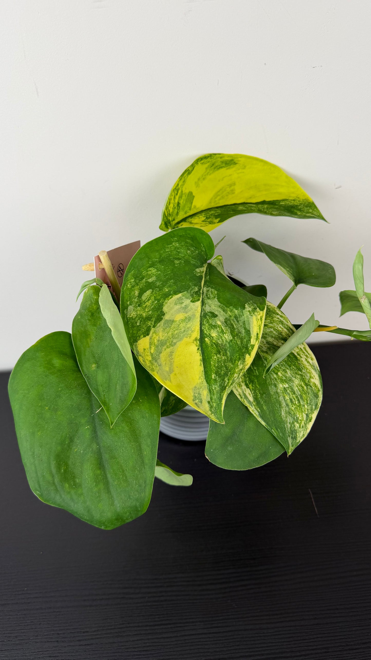 Scindapsus Jade Satin