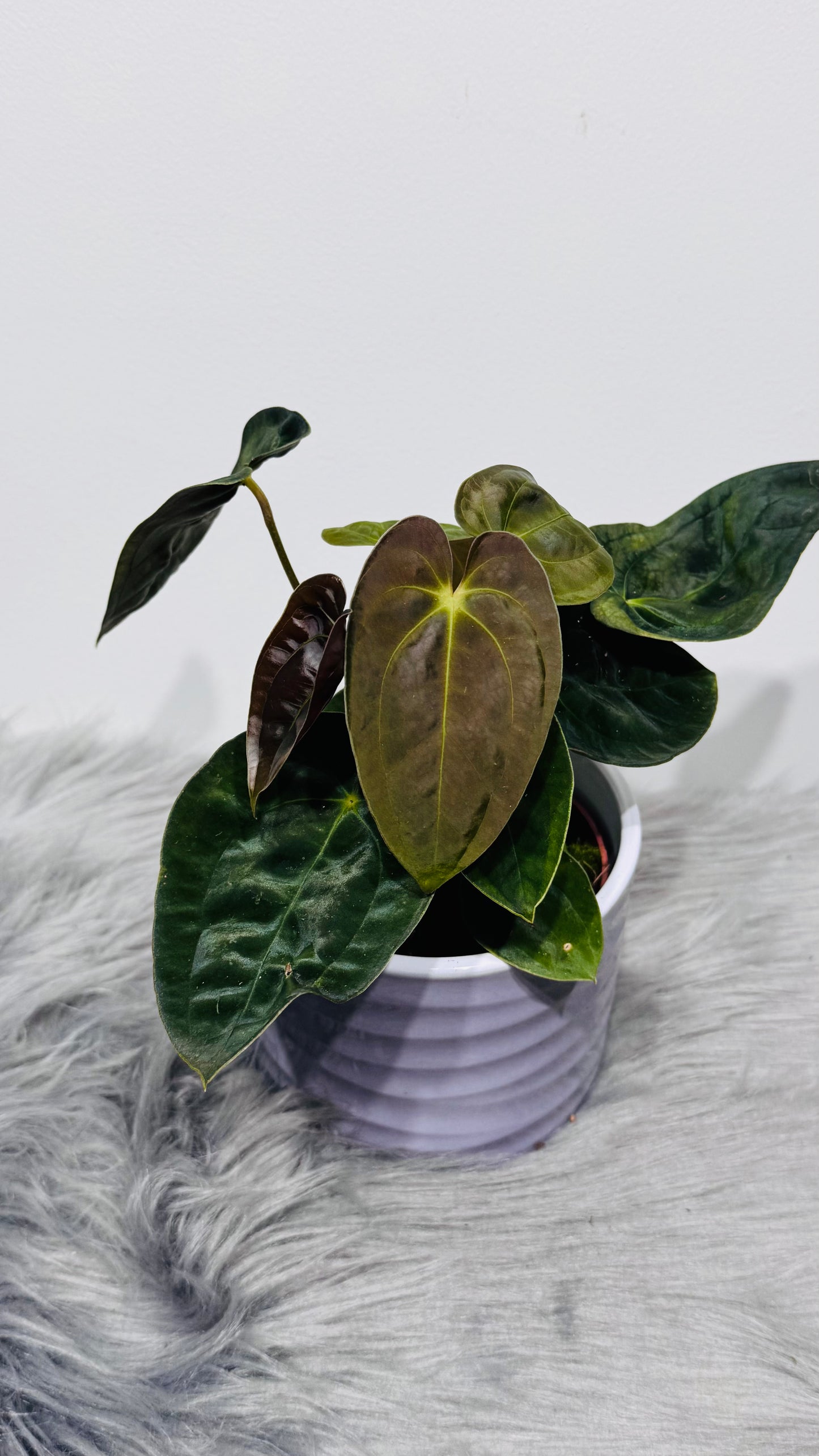 Anthurium papillilaminum
