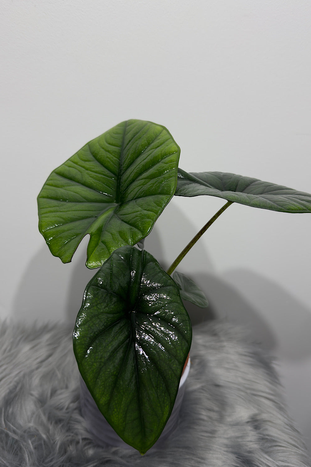 Alocasia Bisma Silver - www.augi-plants.lv