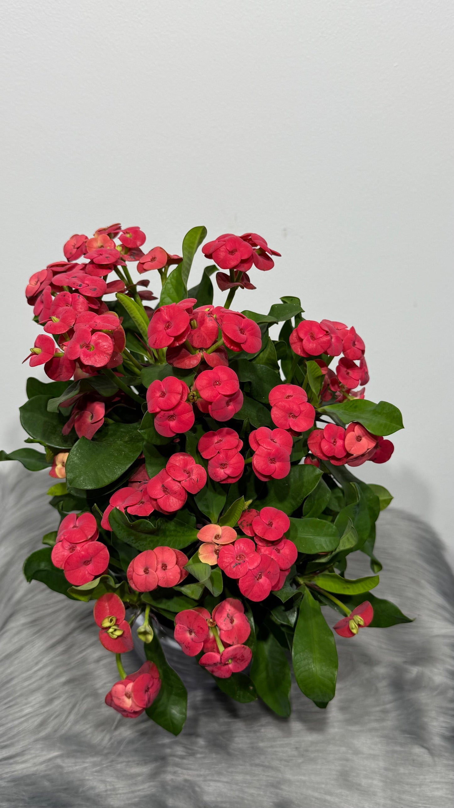 Euphorbia Milii Vulcanic