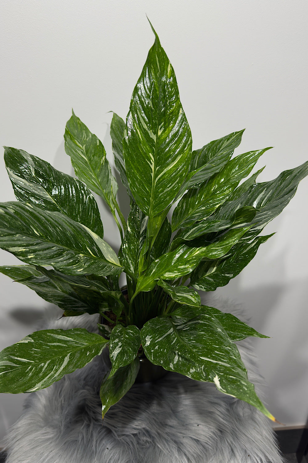 Spathiphyllum Diamond - www.augi-plants.lv