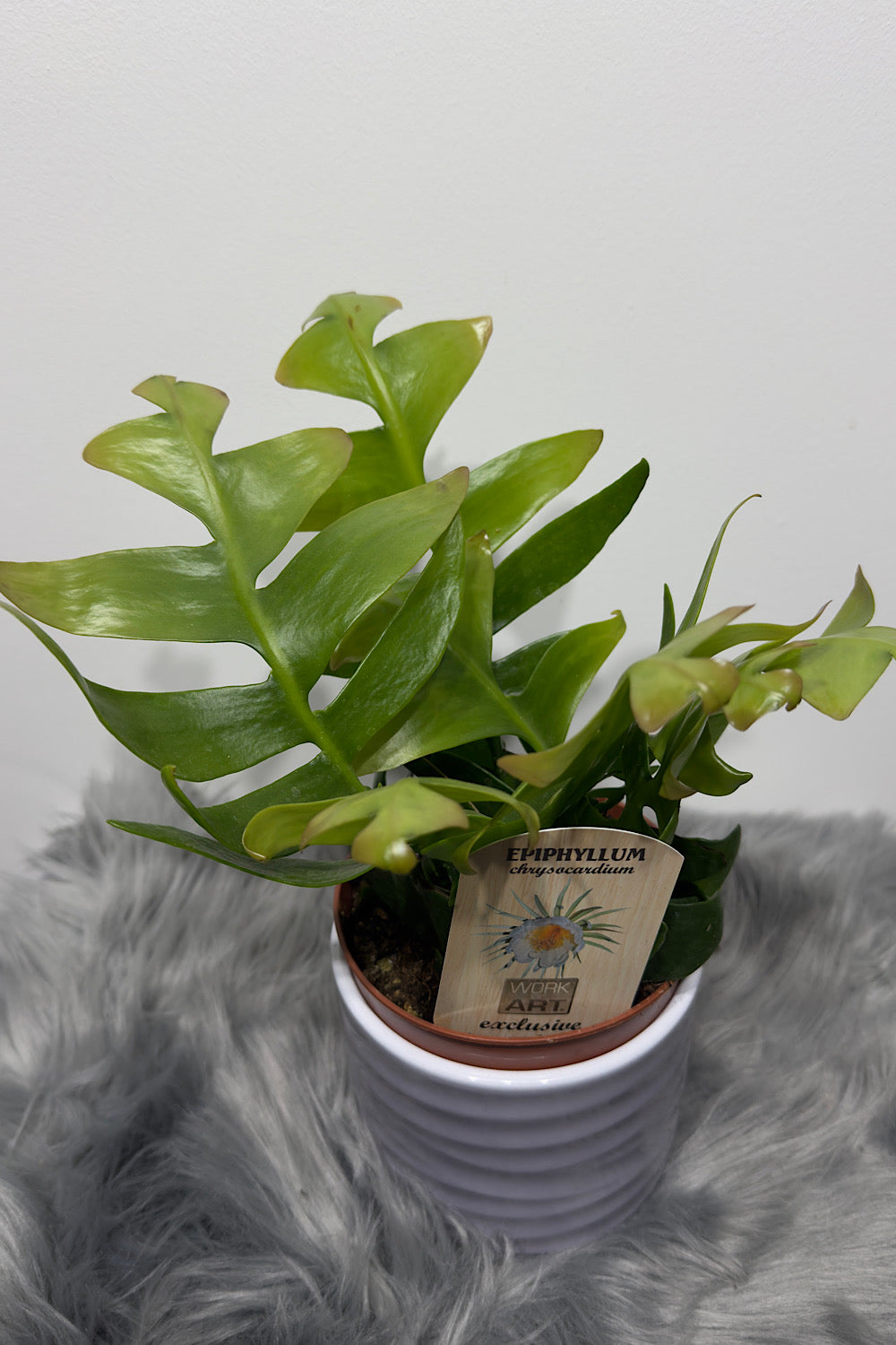 Epiphyllum Chrysocardium - www.augi-plants.lv