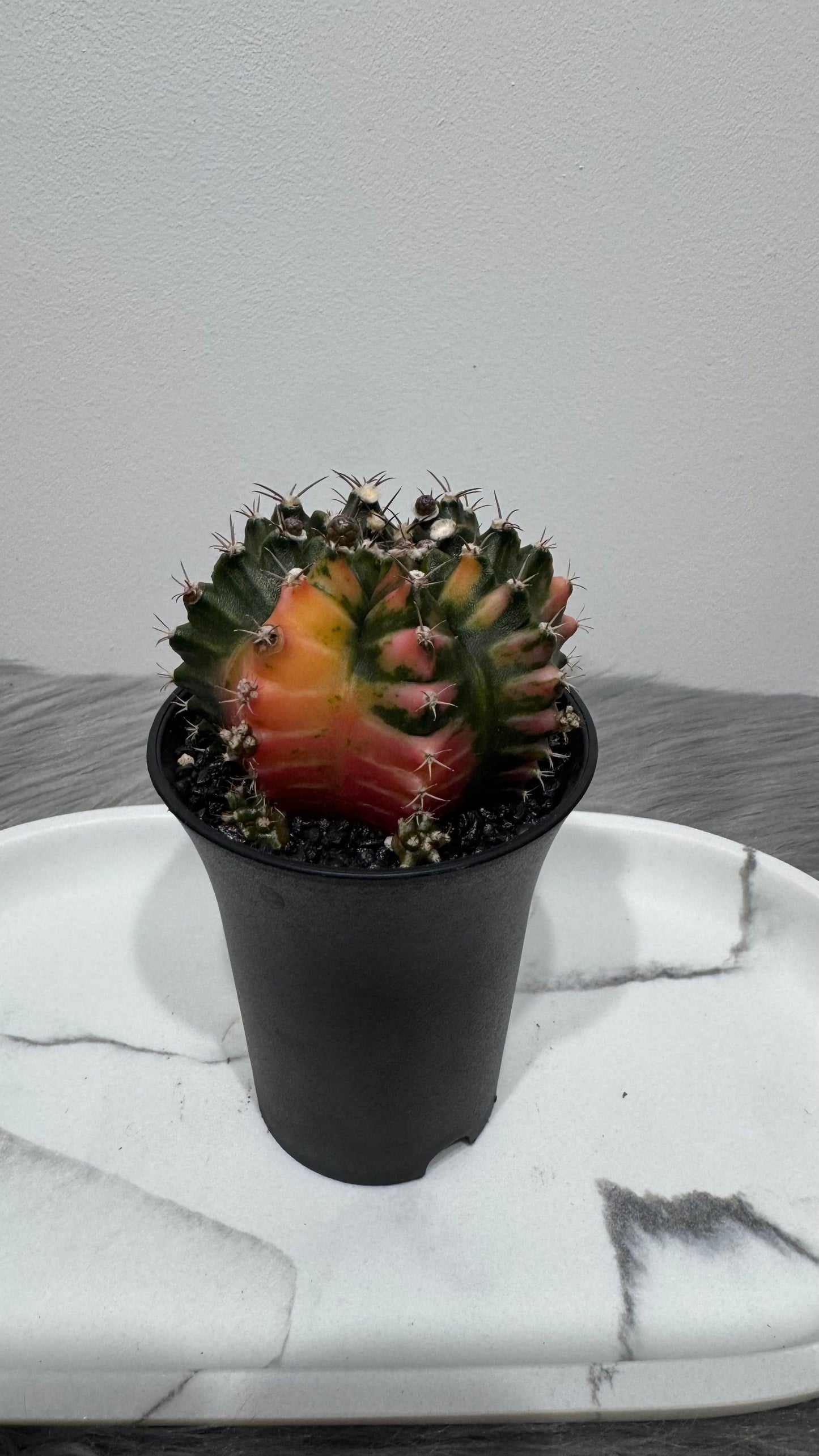 Gymnocalycium mihanovichii variegata - www.augi-plants.lv
