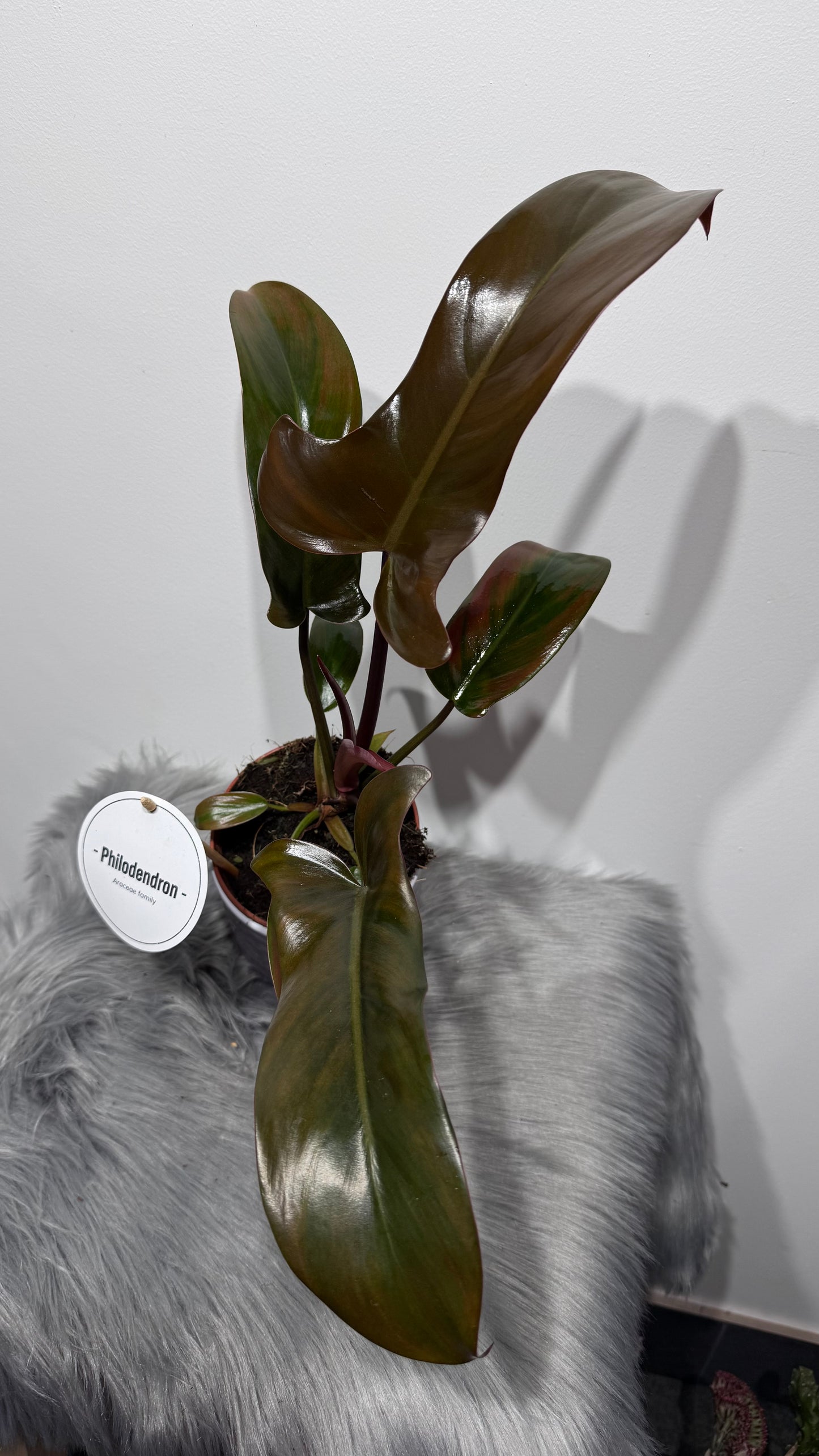 Philodendron 3