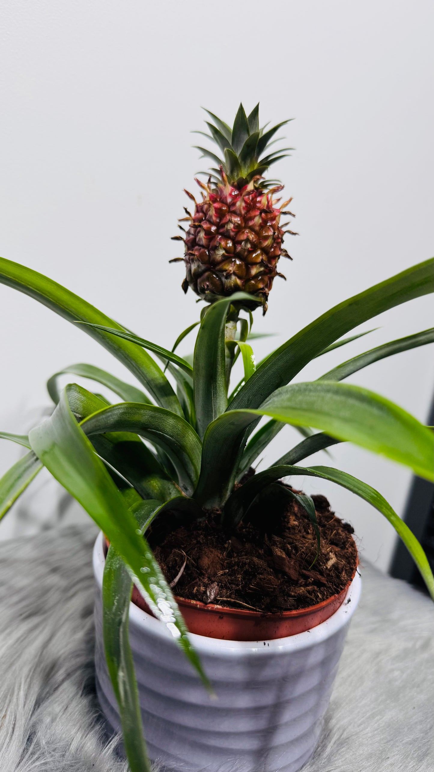 Ananas Amigo Red