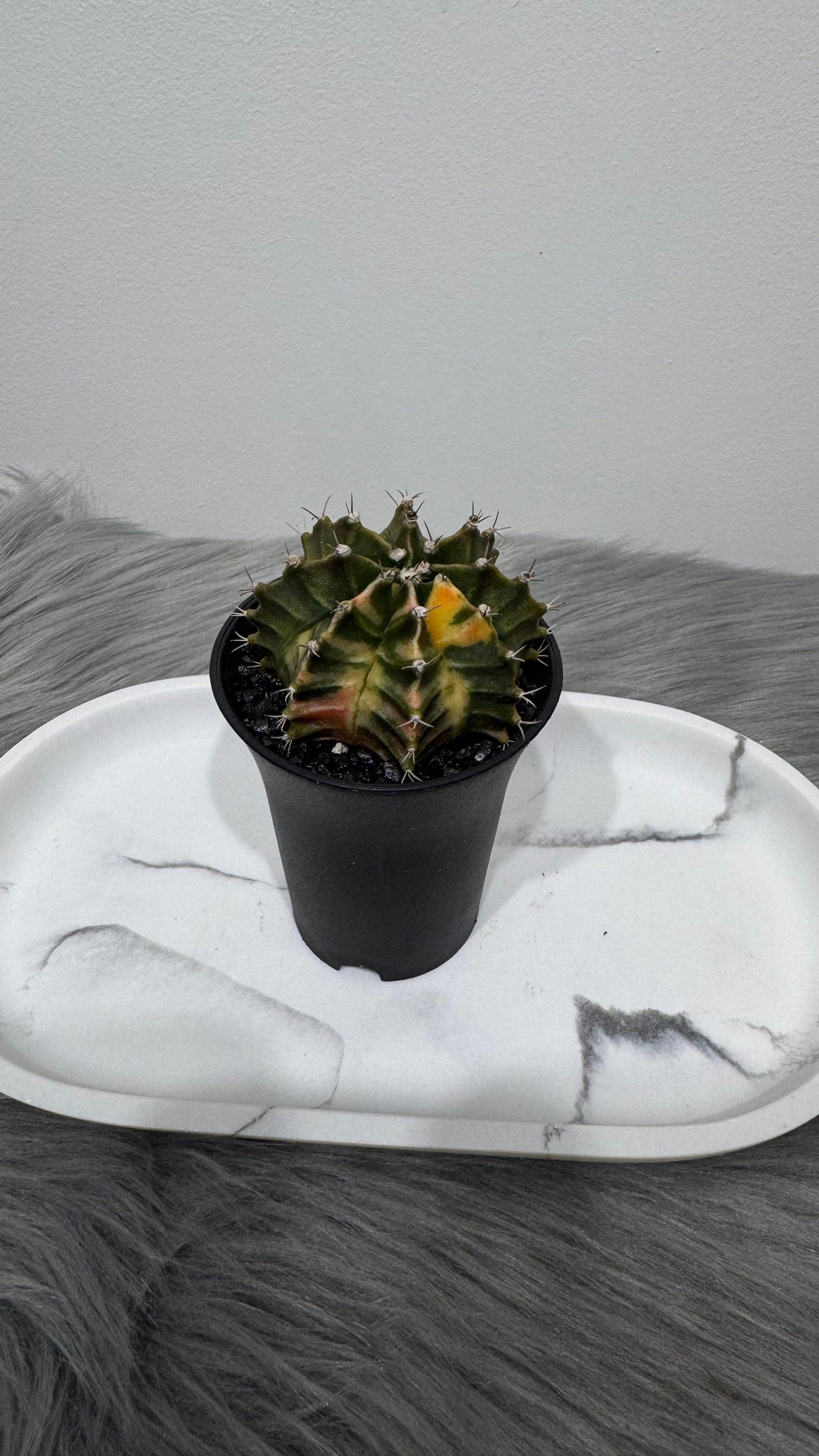 Gymnocalycium mihanovichii variegata - www.augi-plants.lv
