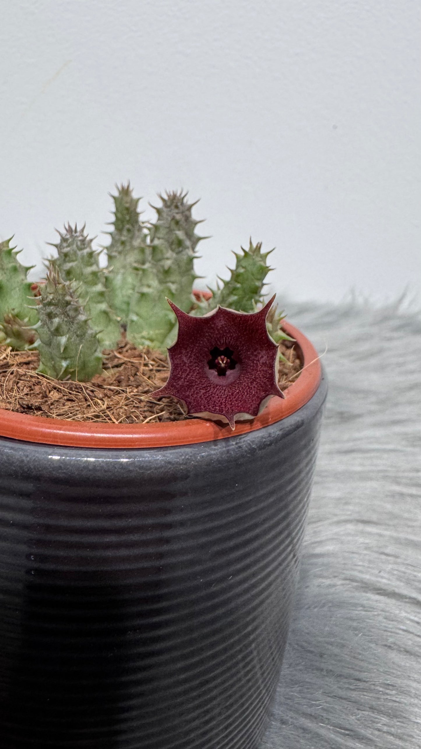 Stapelia 2