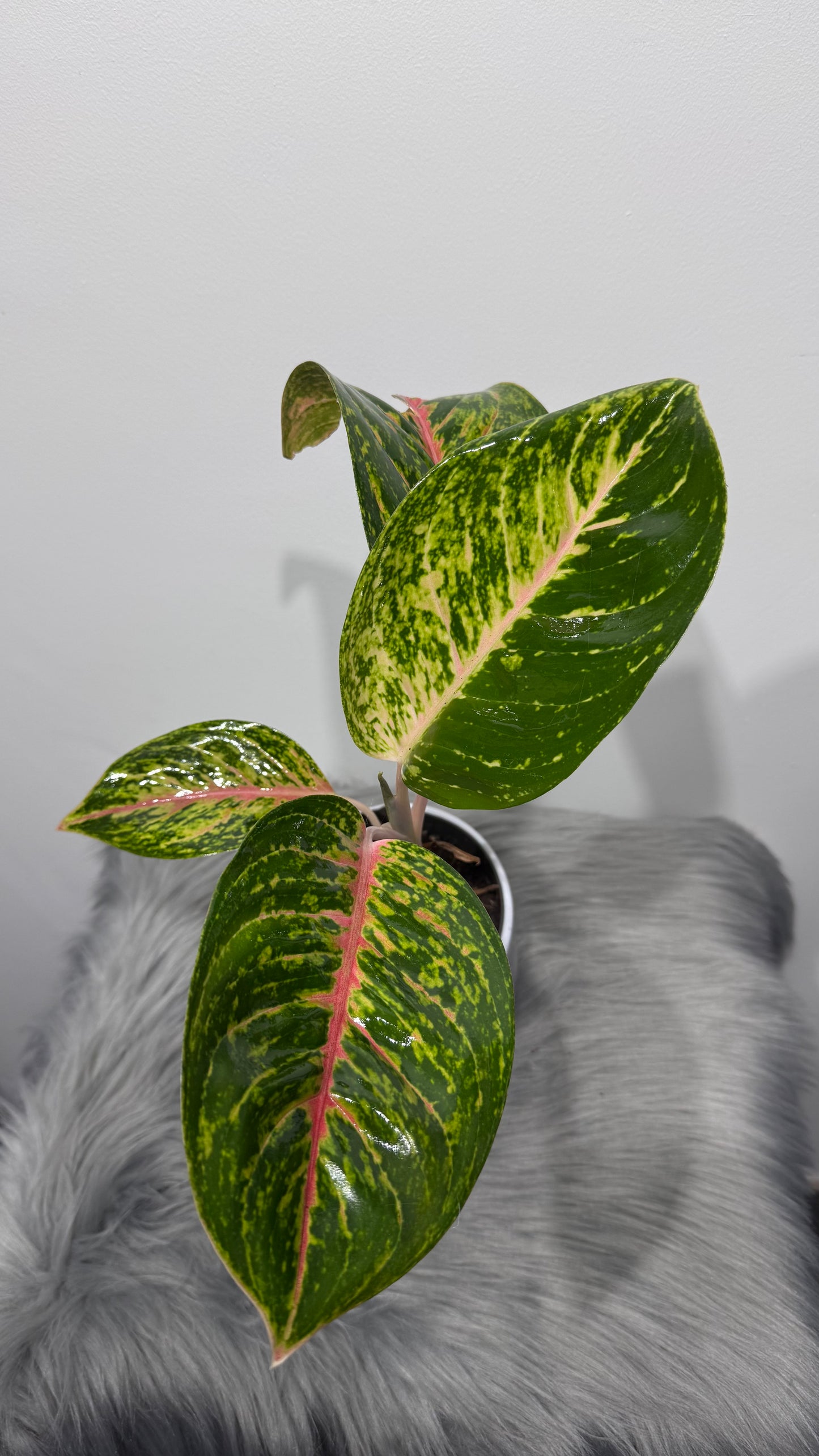 Aglaonema 12
