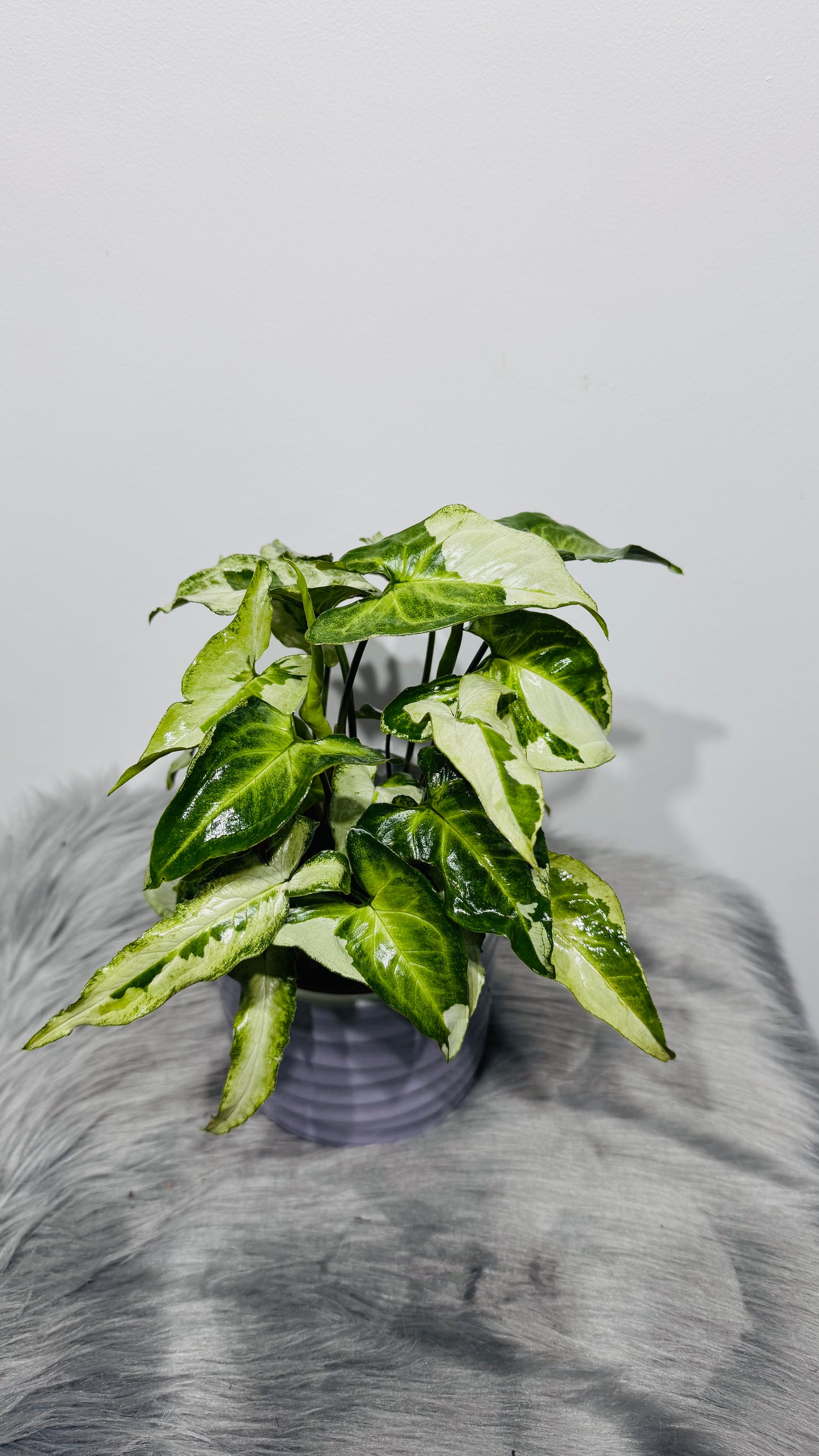 Syngonium Three Kings