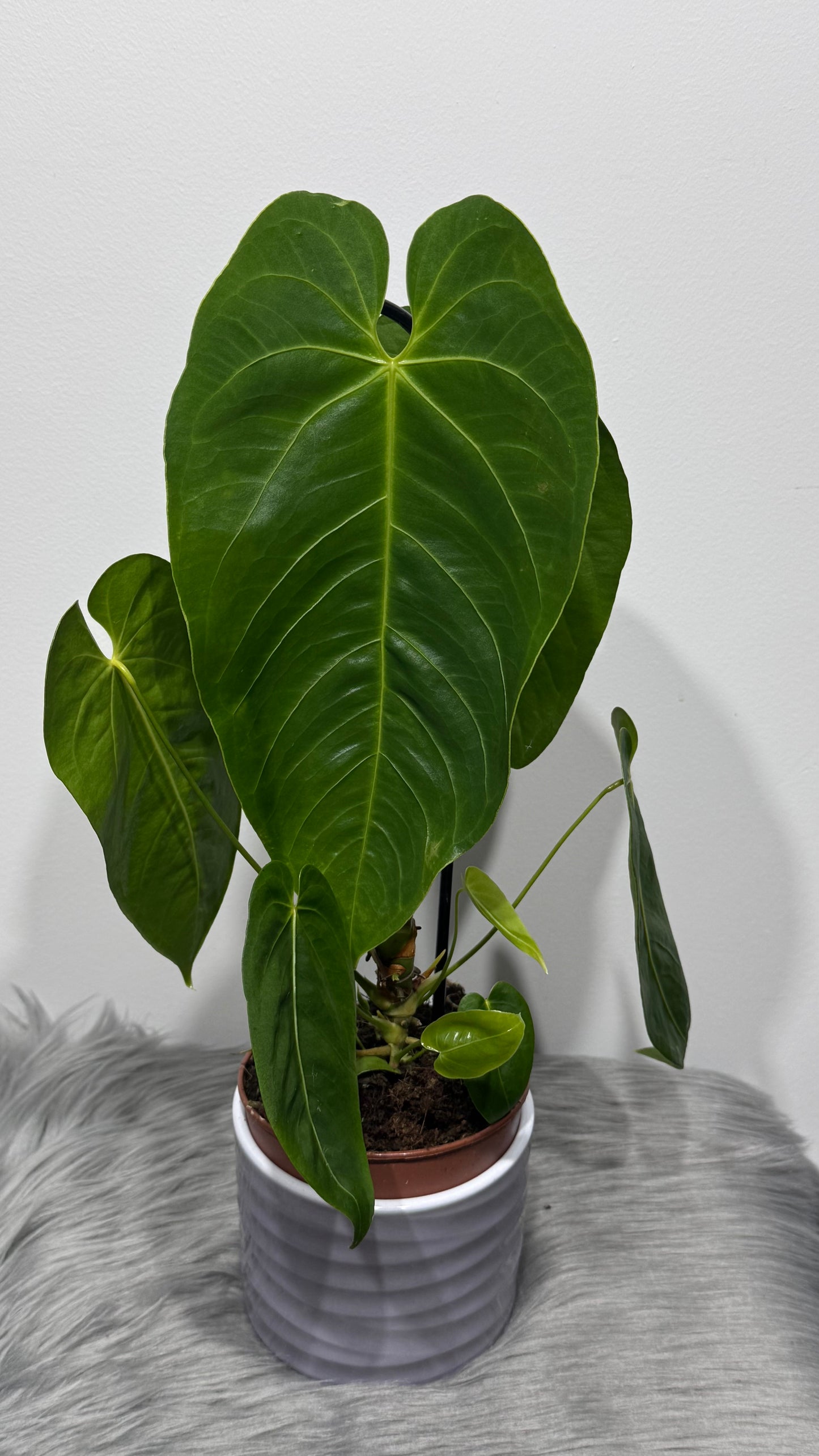 Anthurium Queremalense