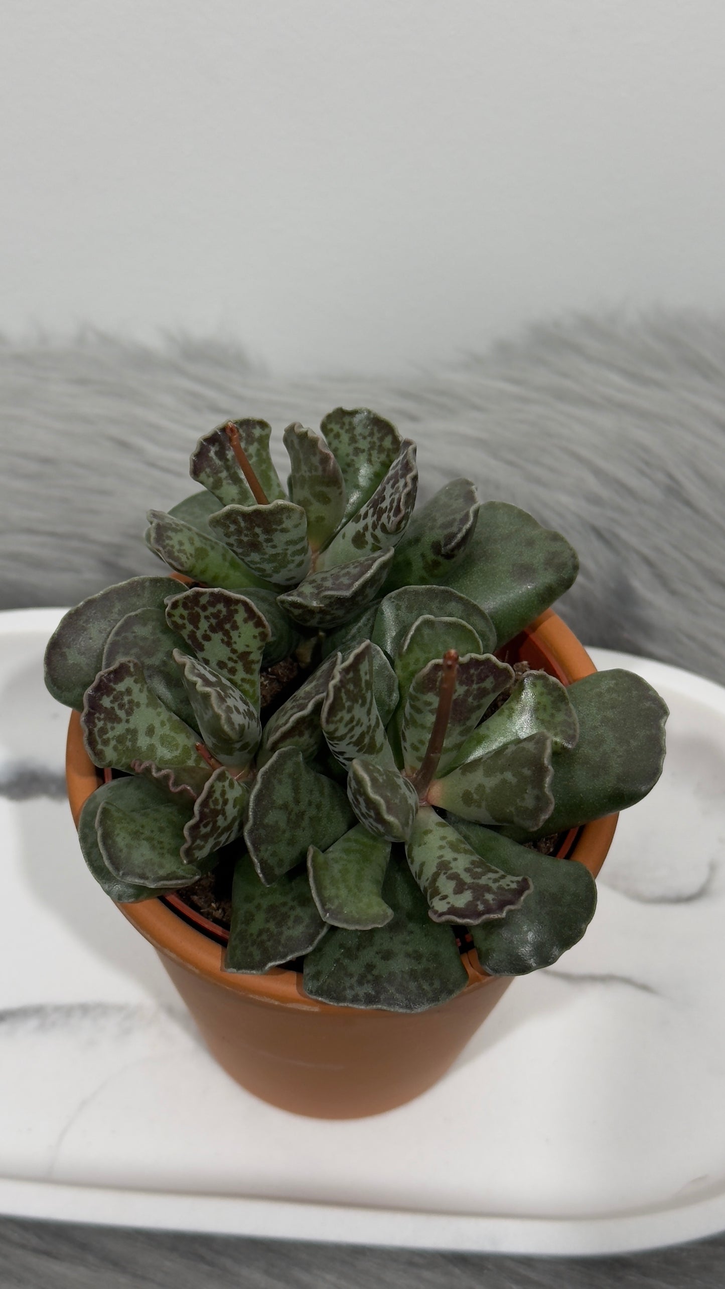 Adromischus 3 - www.augi-plants.lv