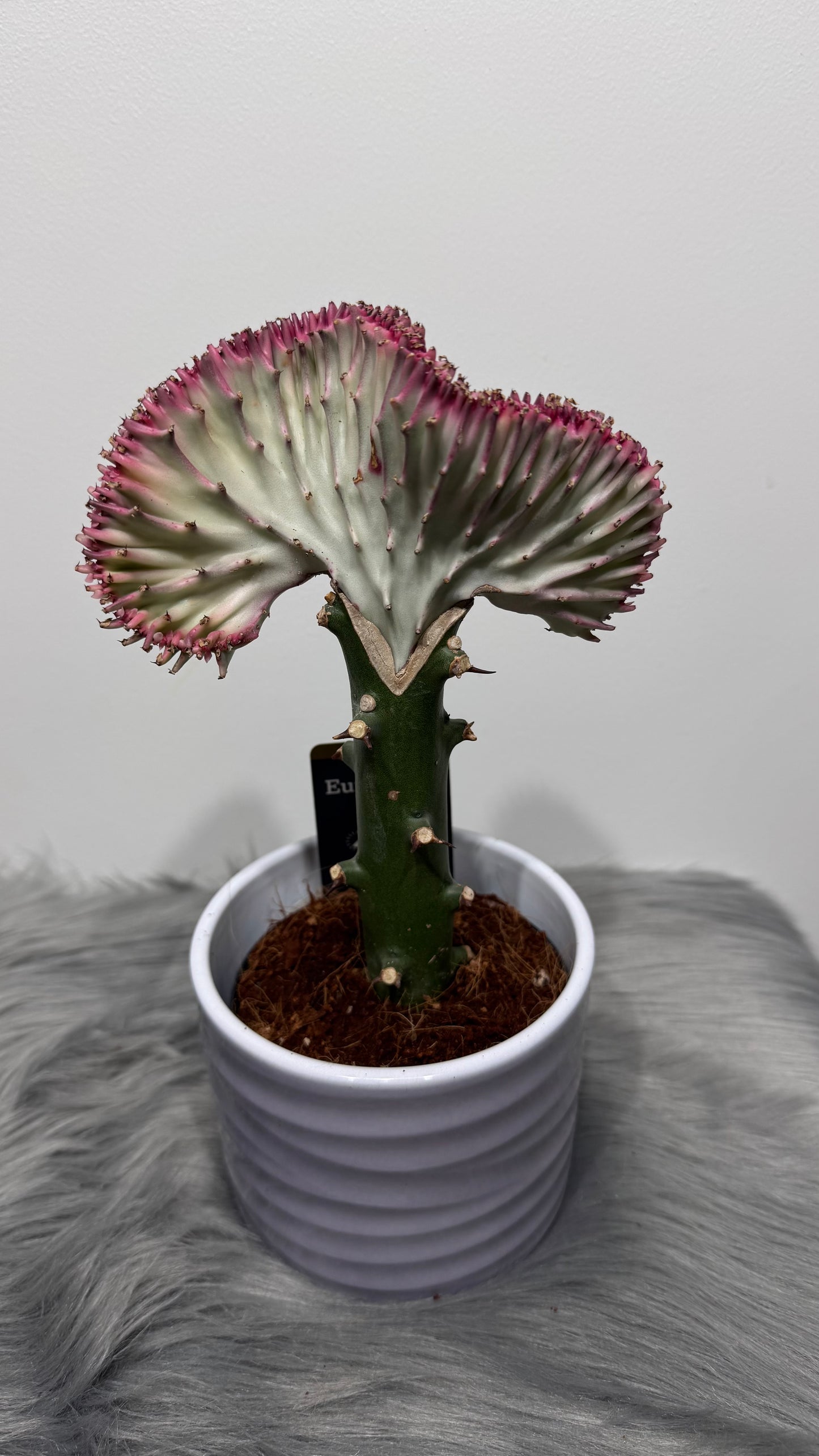 Euphorbia Cristata 2