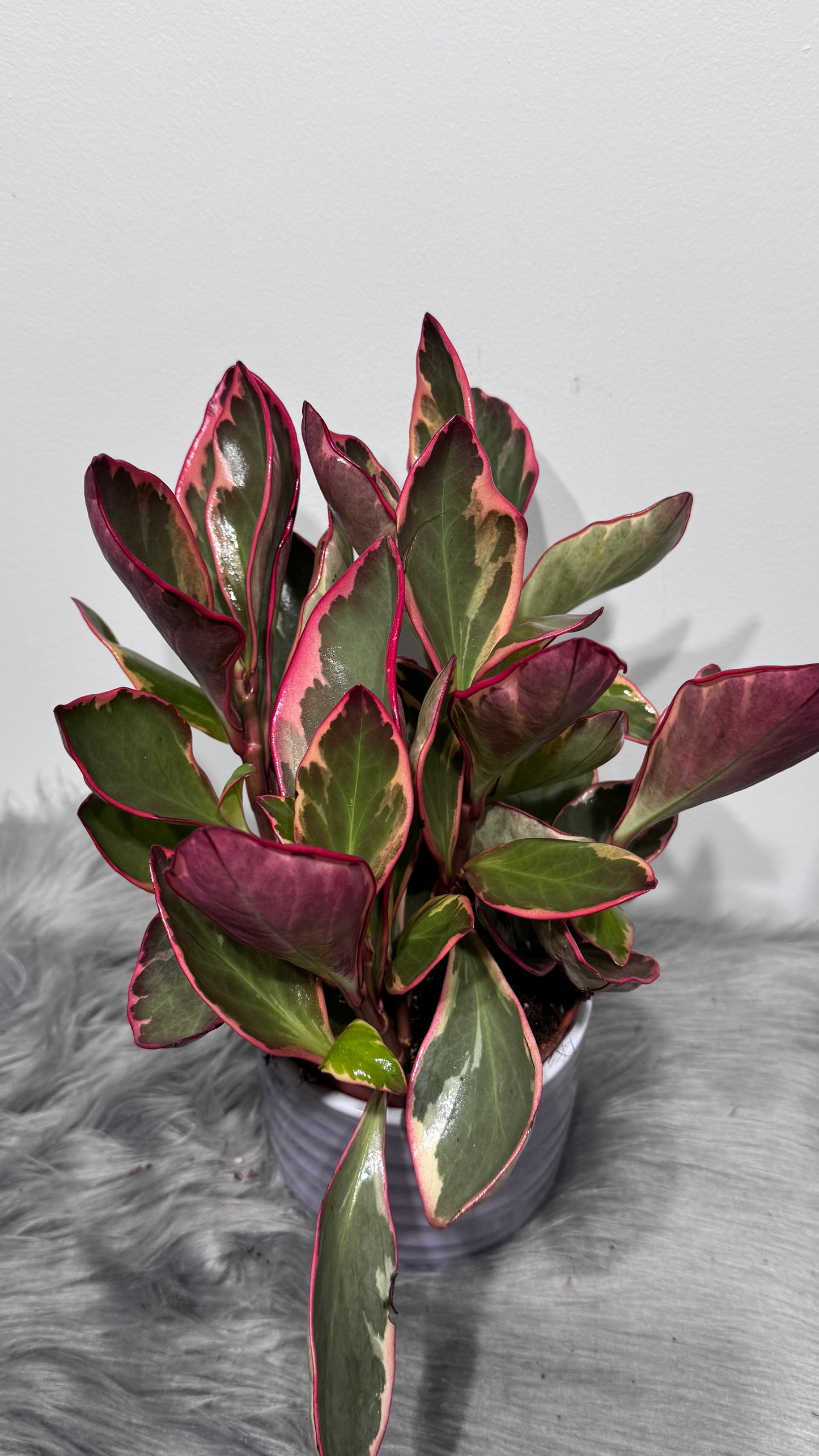 Peperomia Jellie