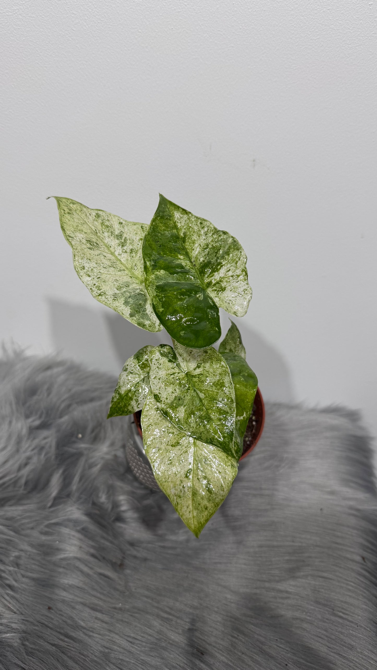 Alocasia macrorrhizos Splash