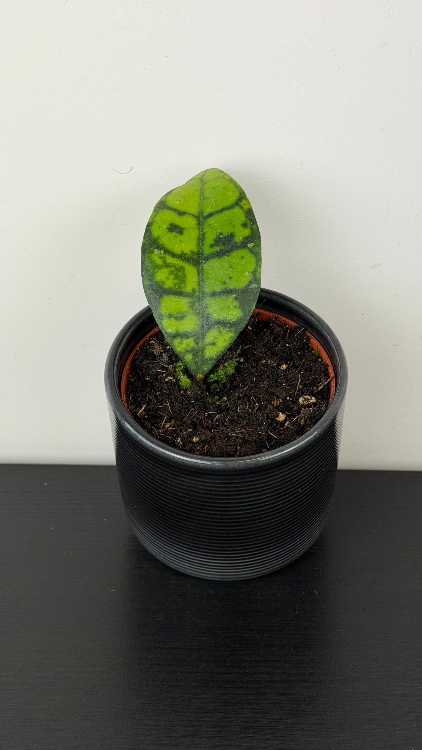 Hoya callistophylla Black Cat