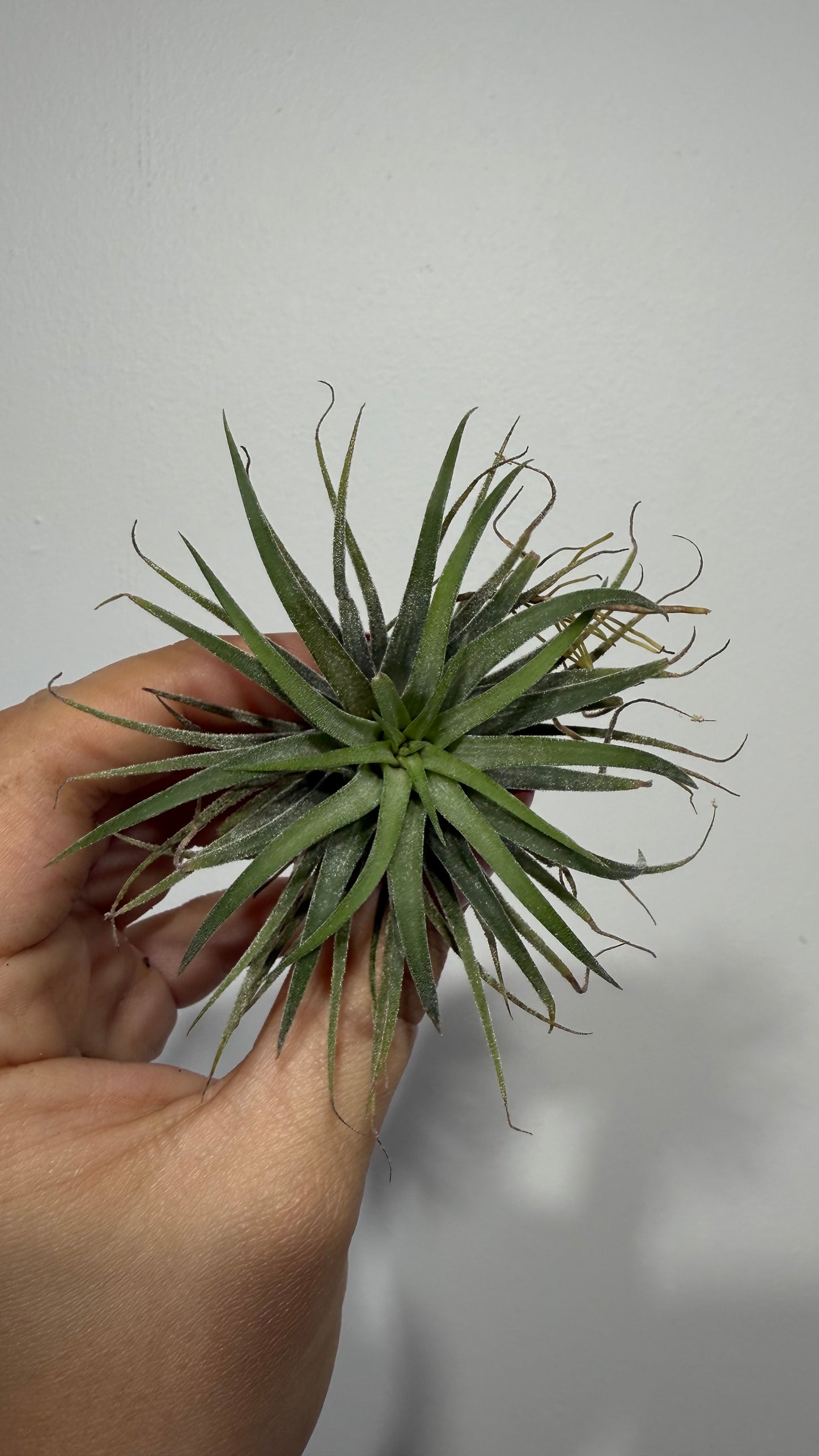 Tillandsia Air plant