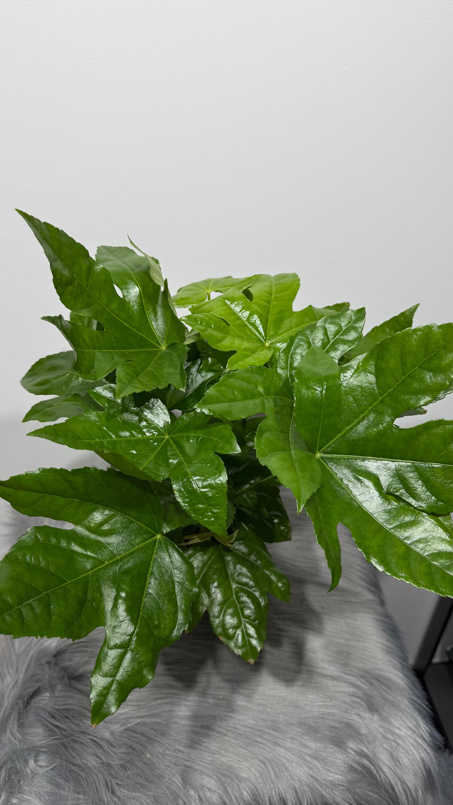 Fatsia japonica