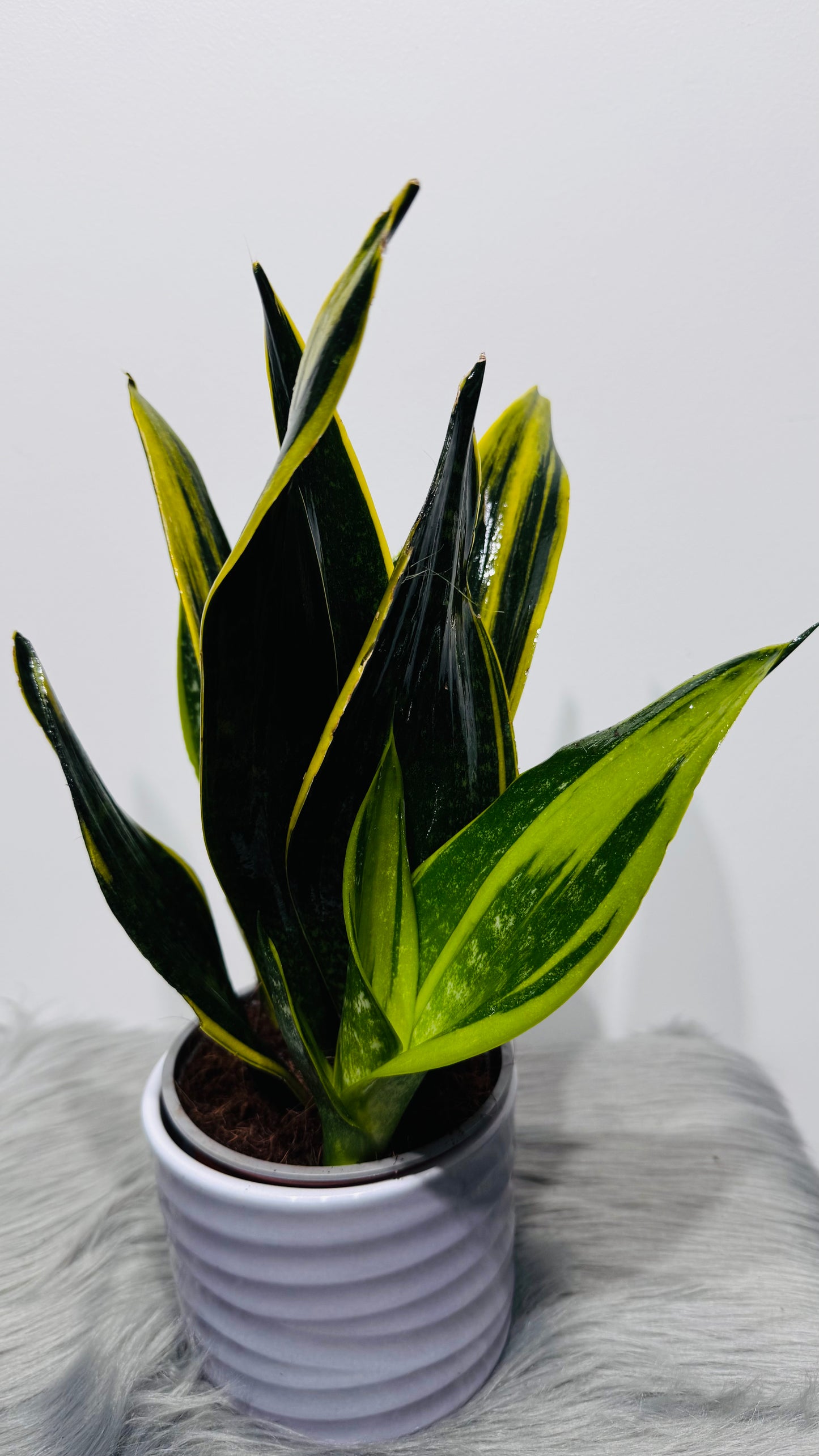 Sansevieria 7