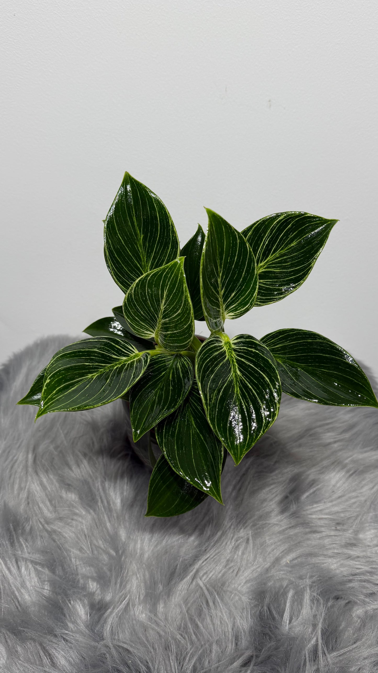 Philodendron Birkin