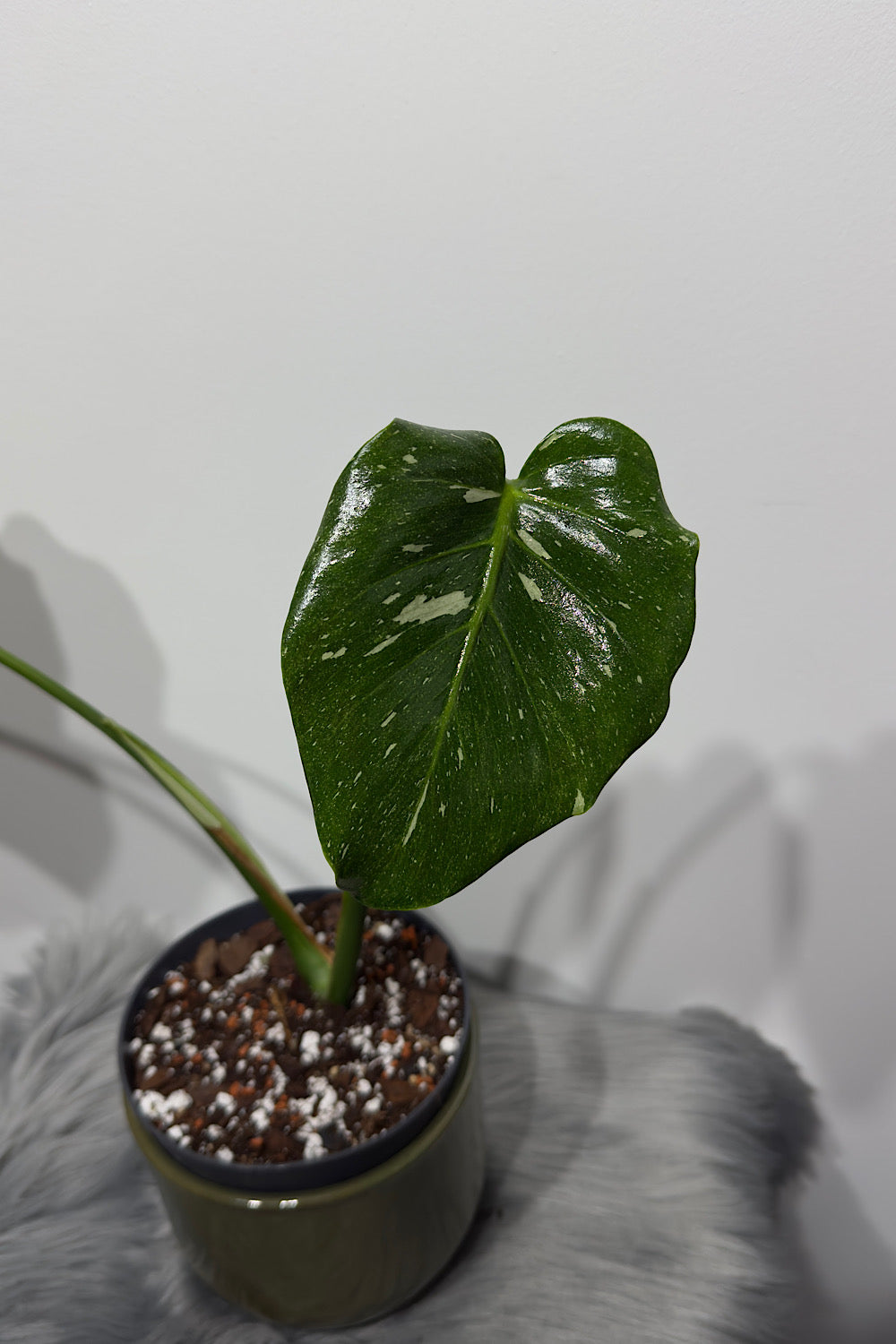 Monstera Thai Constellation 5 - www.augi-plants.lv