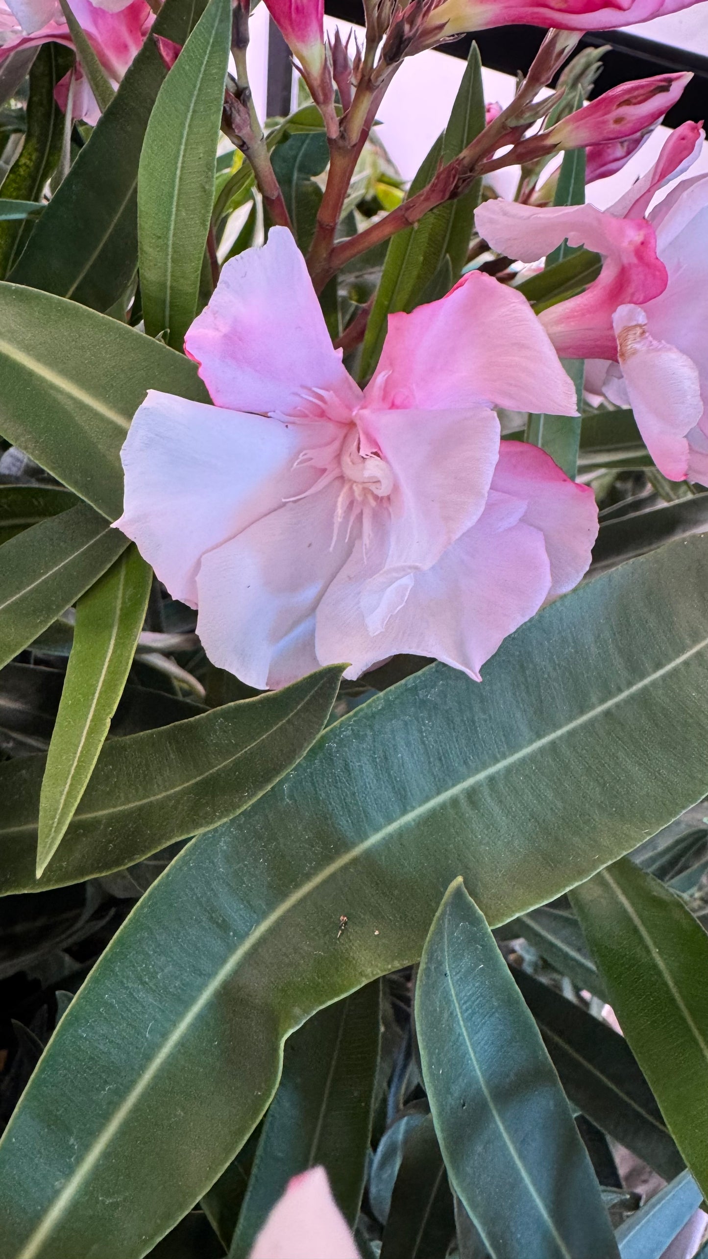 Oleander
