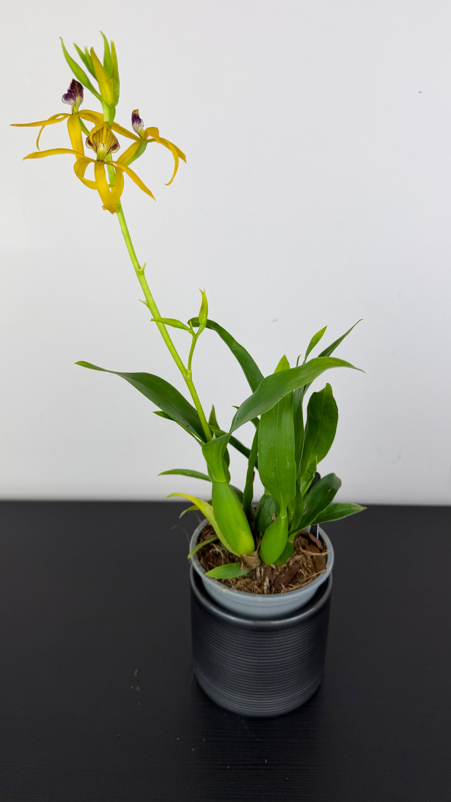 Prosthechea Octopussy