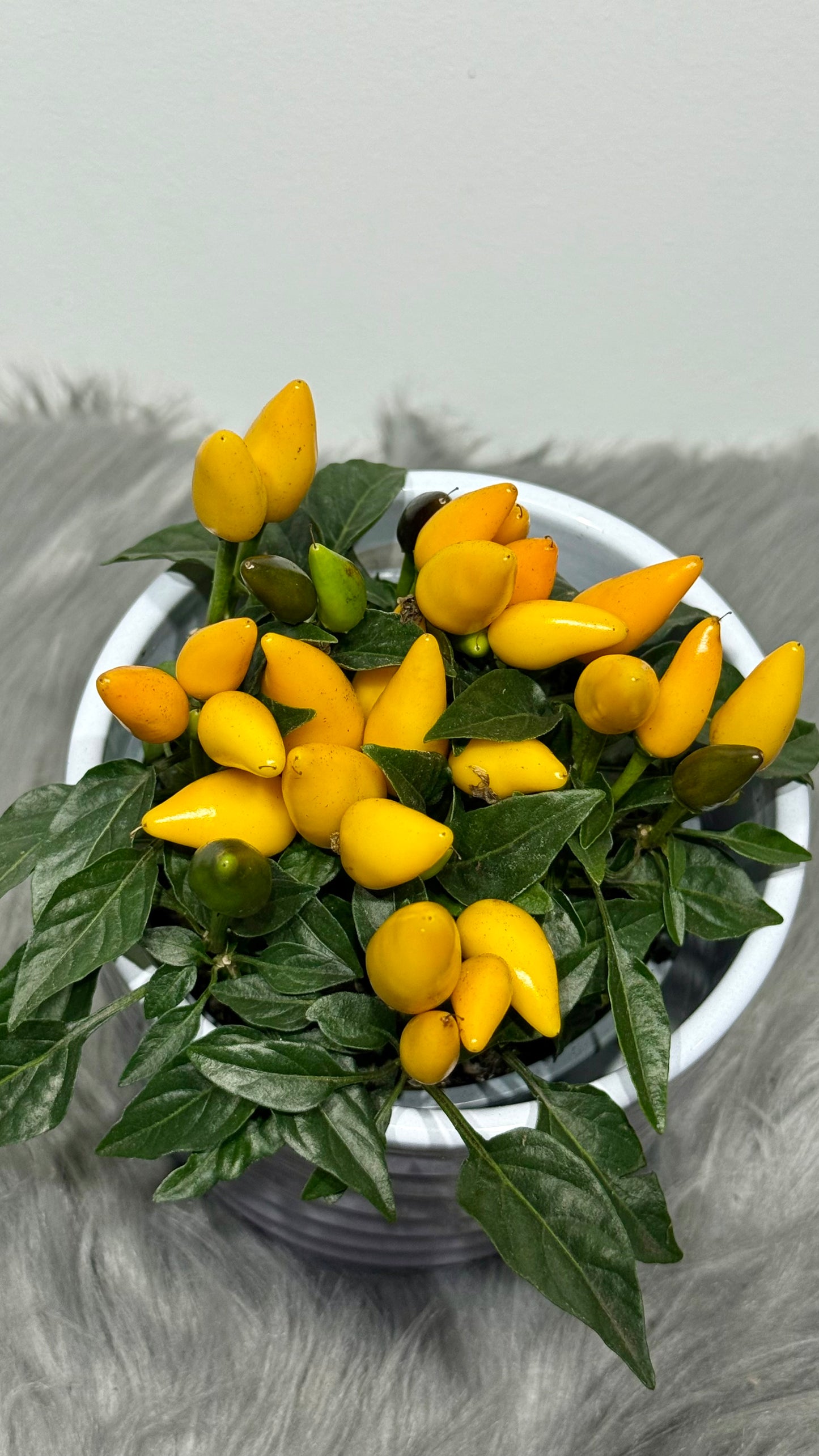 Capsicum Yellow
