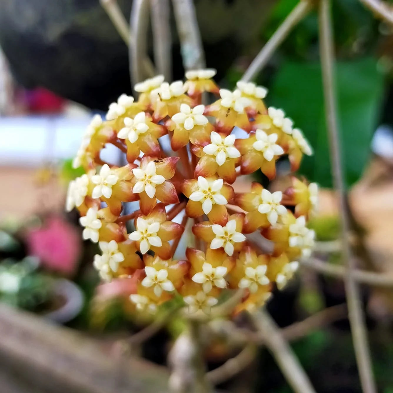 Hoya sp Aceh