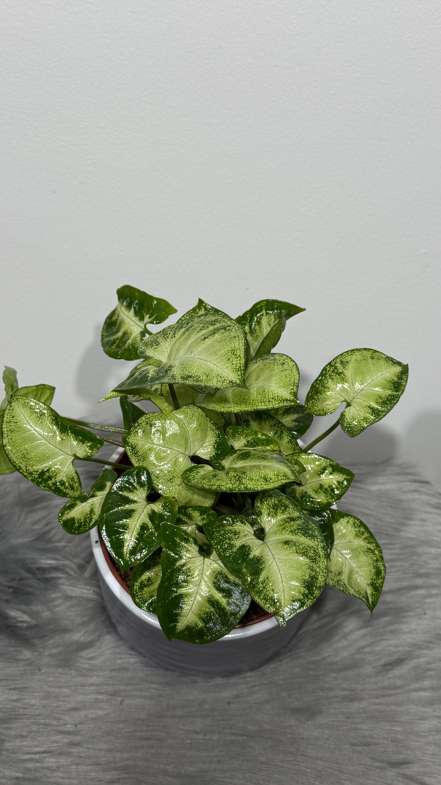 Syngonium Pixie