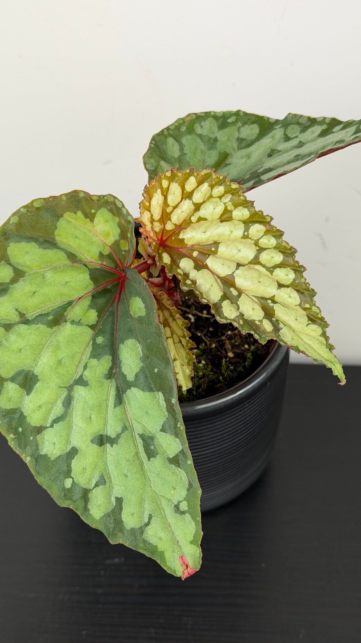 Begonia Lucifer