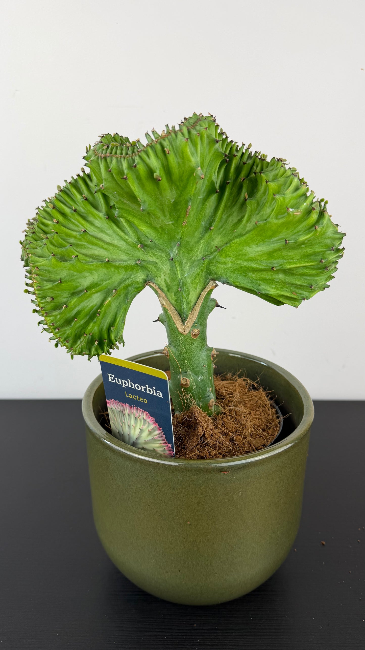 Euphorbia Cristata 3