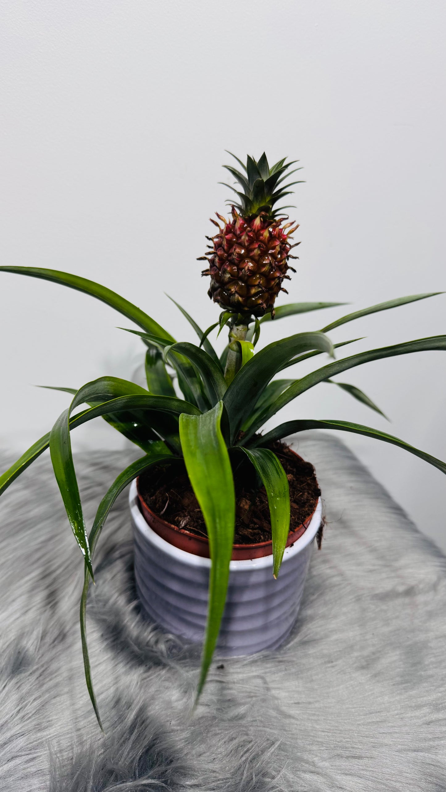Ananas Amigo Red