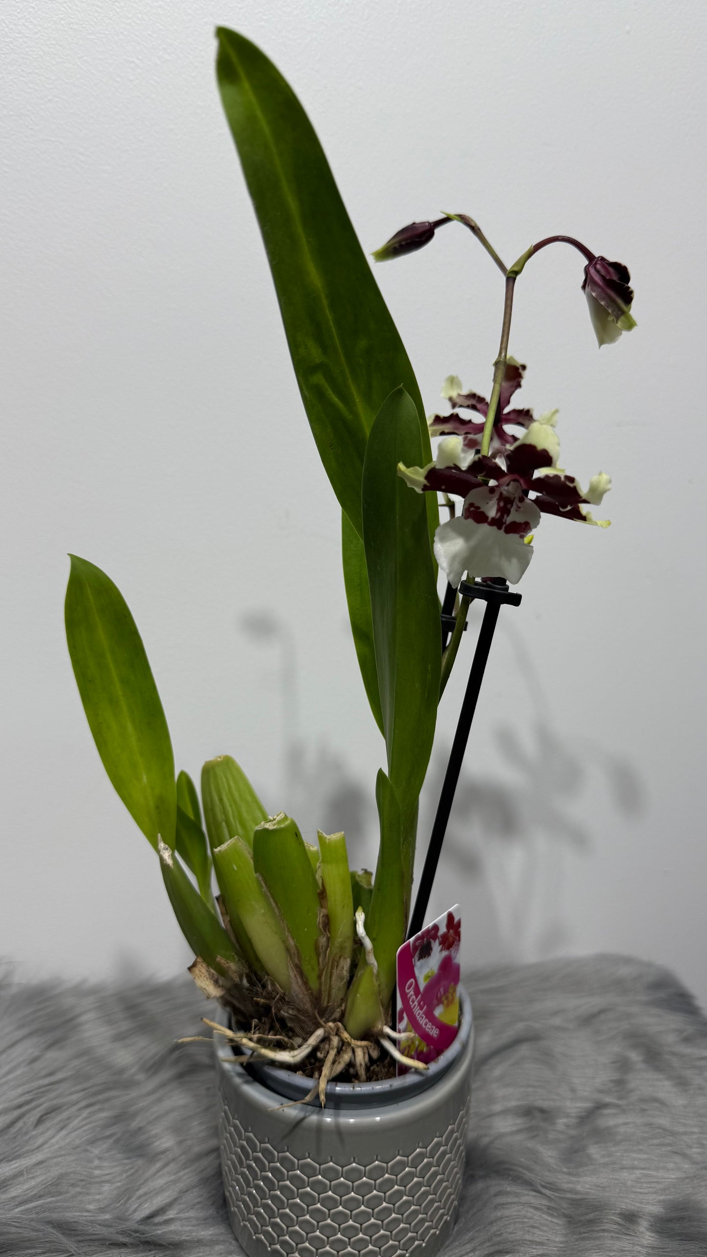 Orhideja Cambria 5