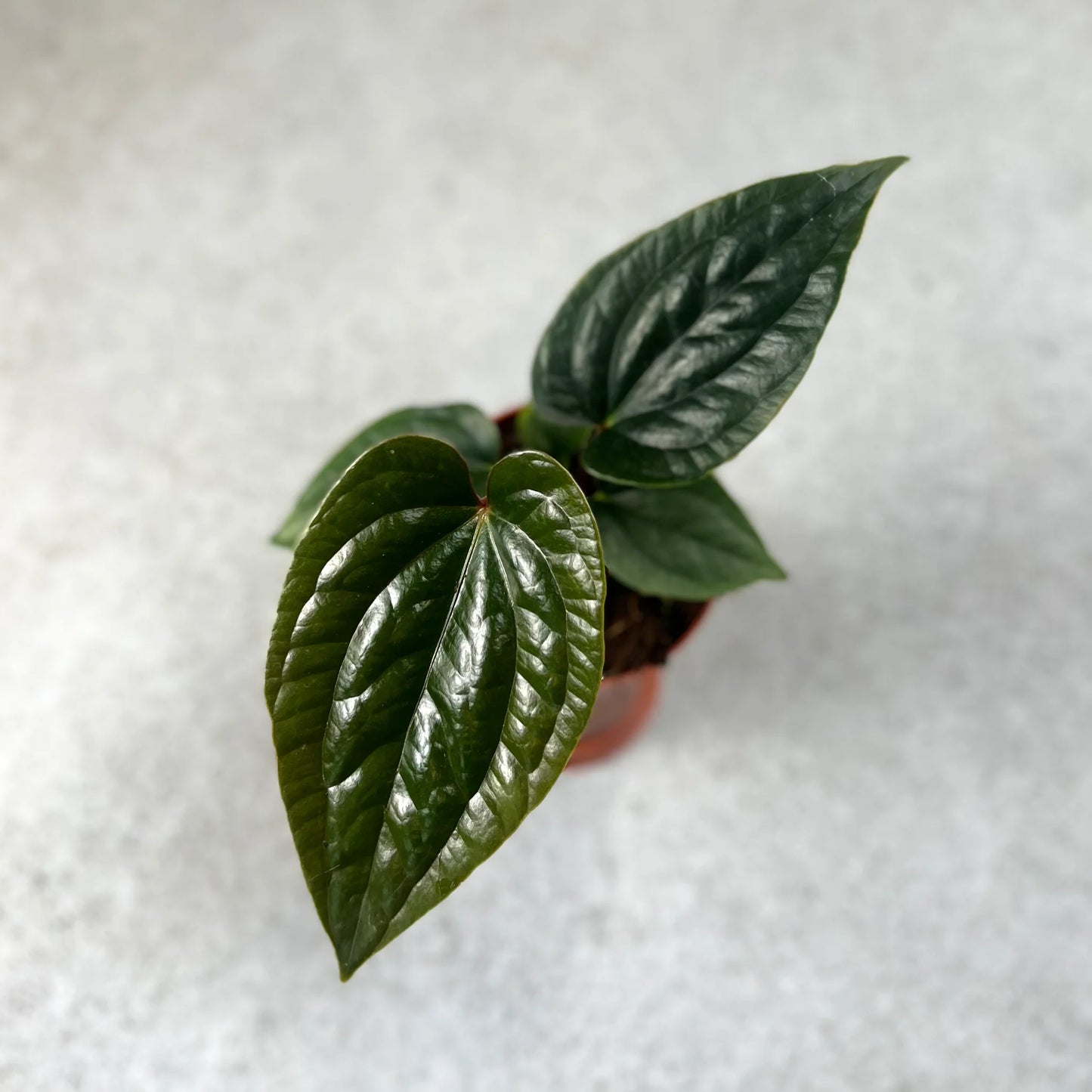 Anthurium Nigrolaminum Gigi x Luxurians