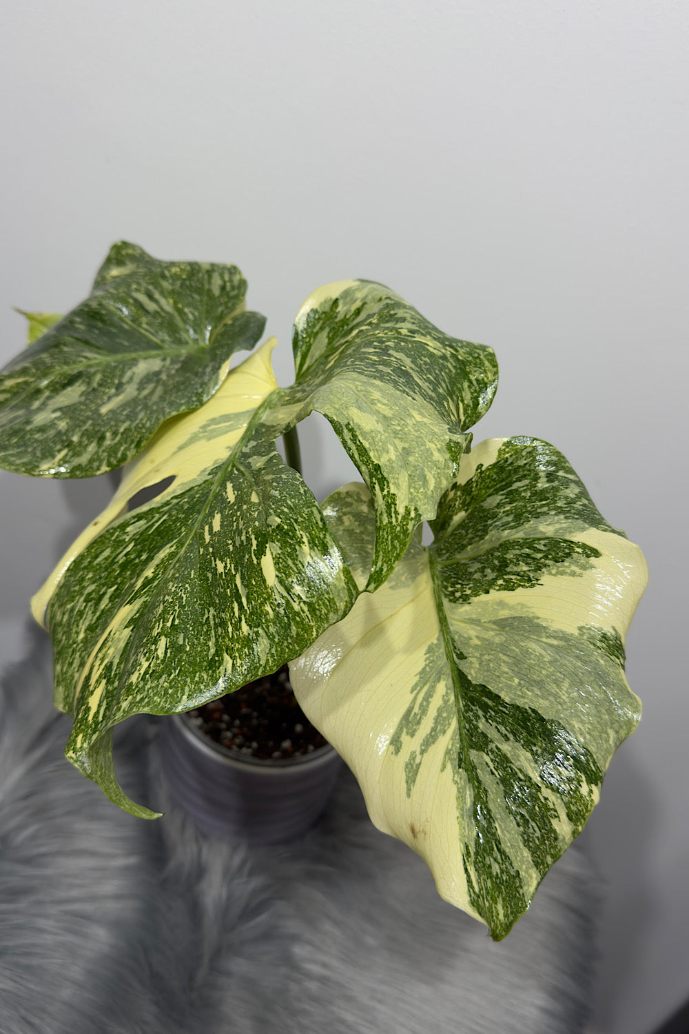 Monstera Thai Constellation 9 - www.augi-plants.lv
