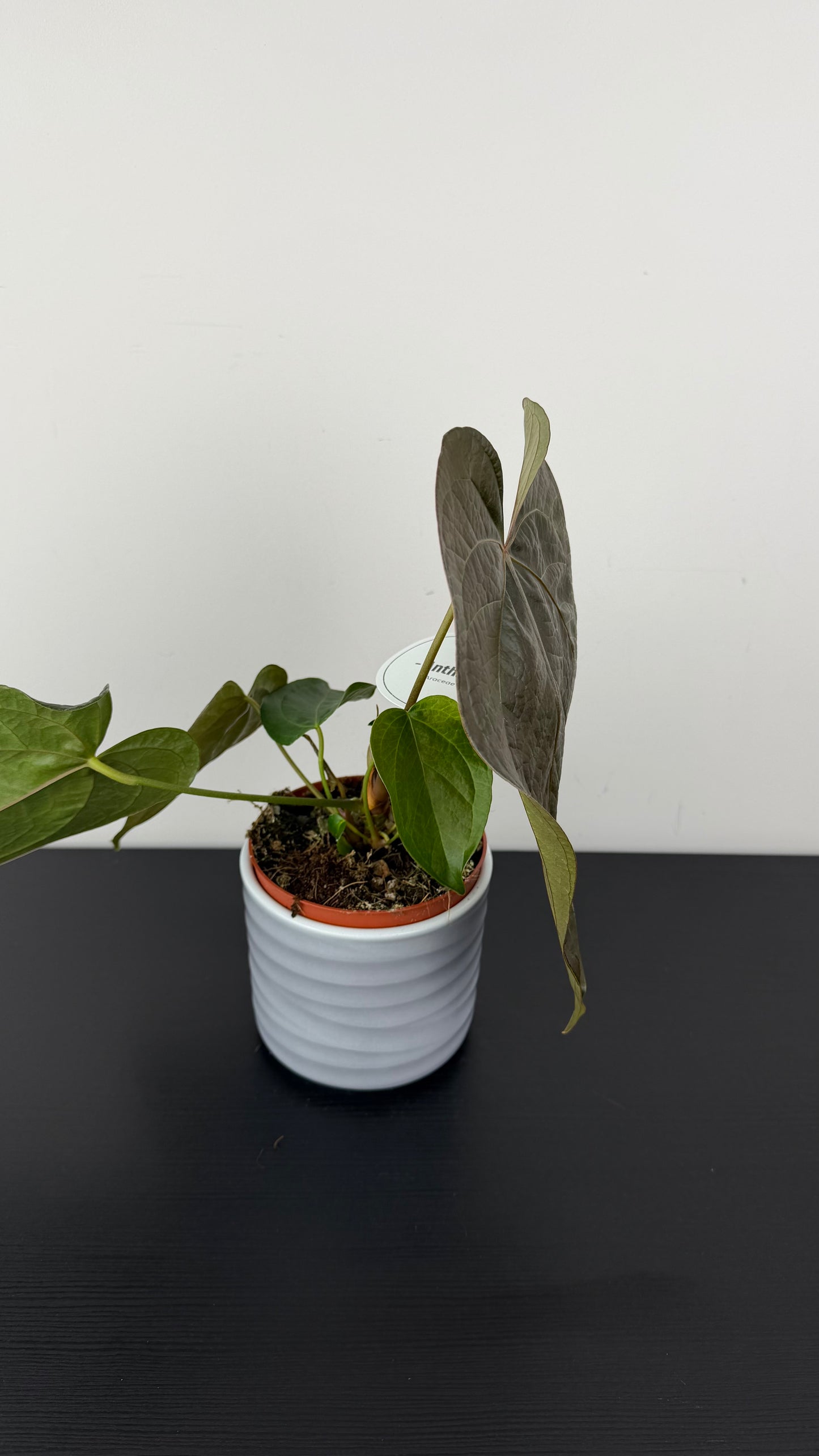 Anthurium Queen of Hearts