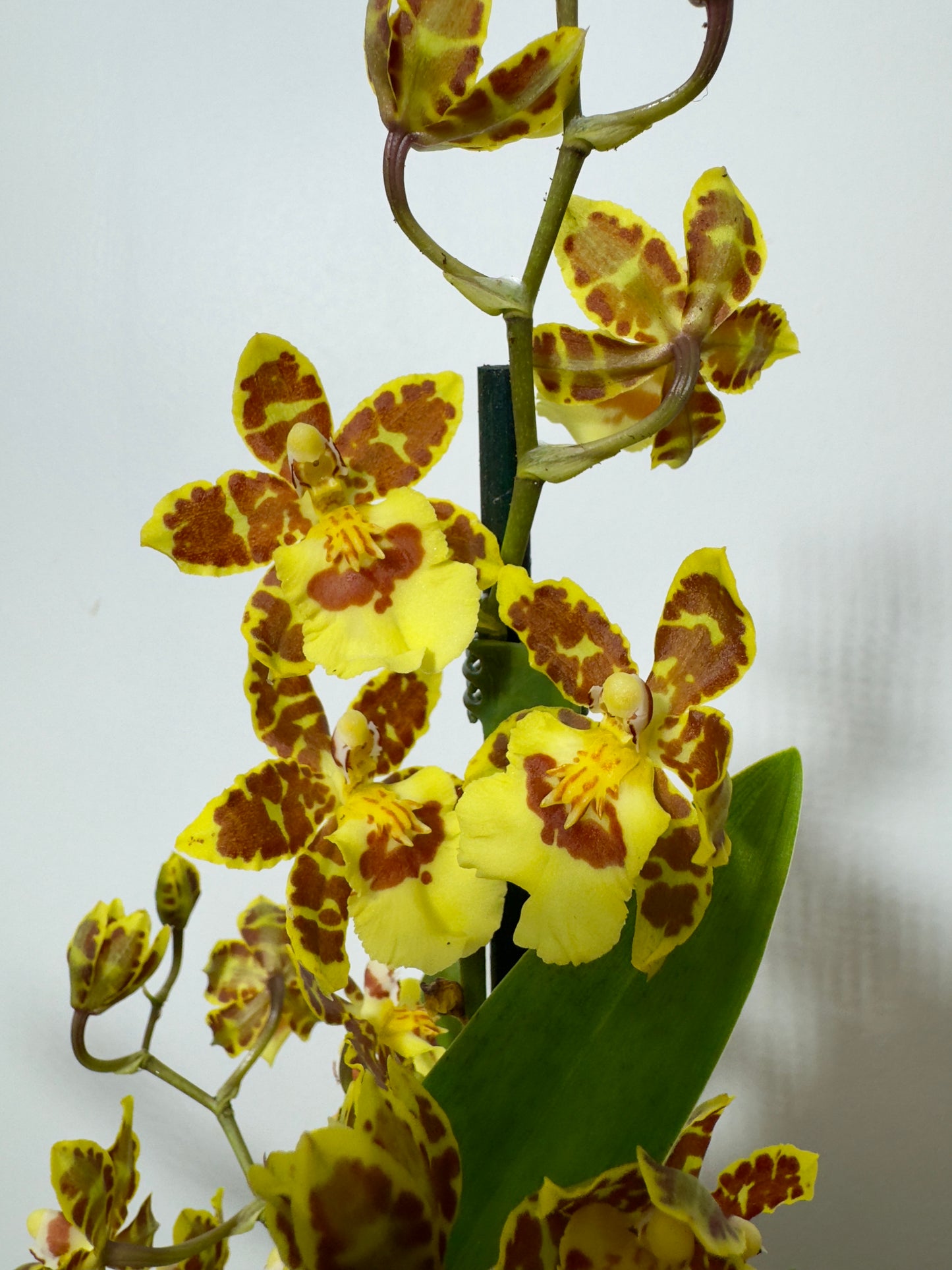 Orhideja Cambria 6 SMARŽO! - www.augi-plants.lv