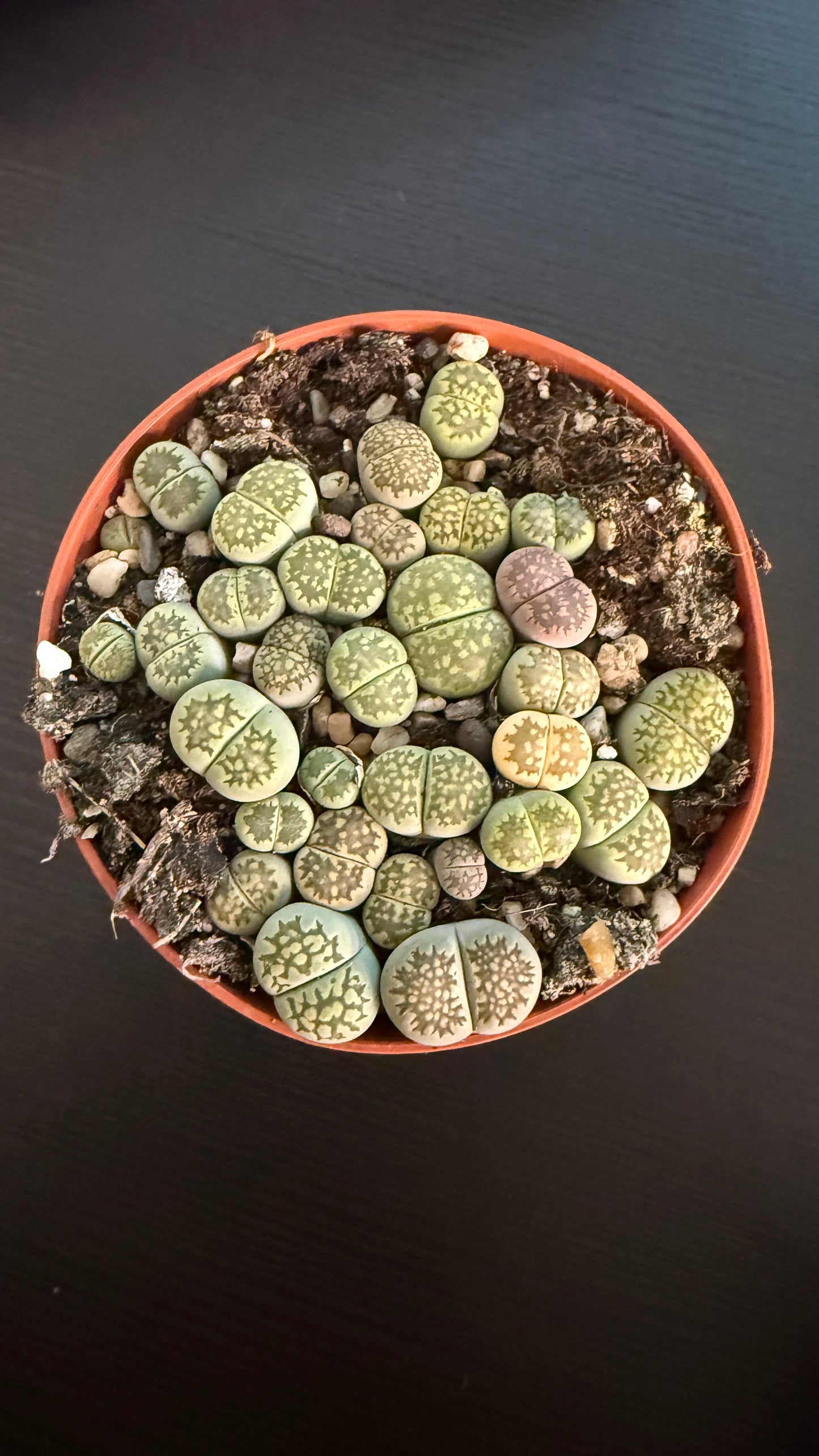 Lithops 1