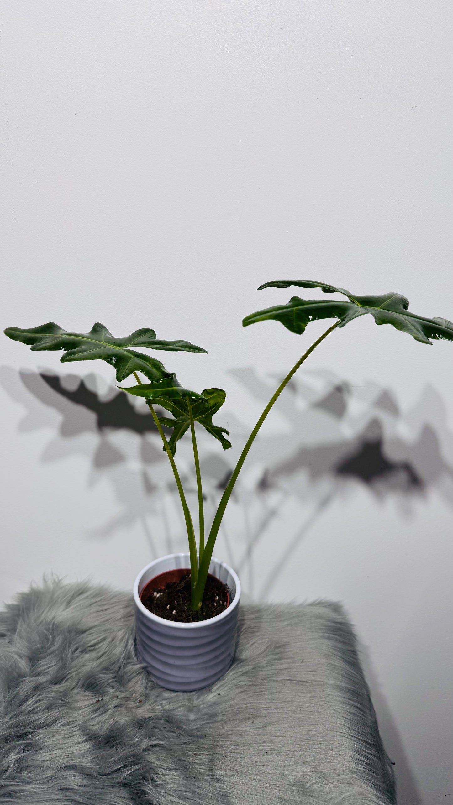 Alocasia portei