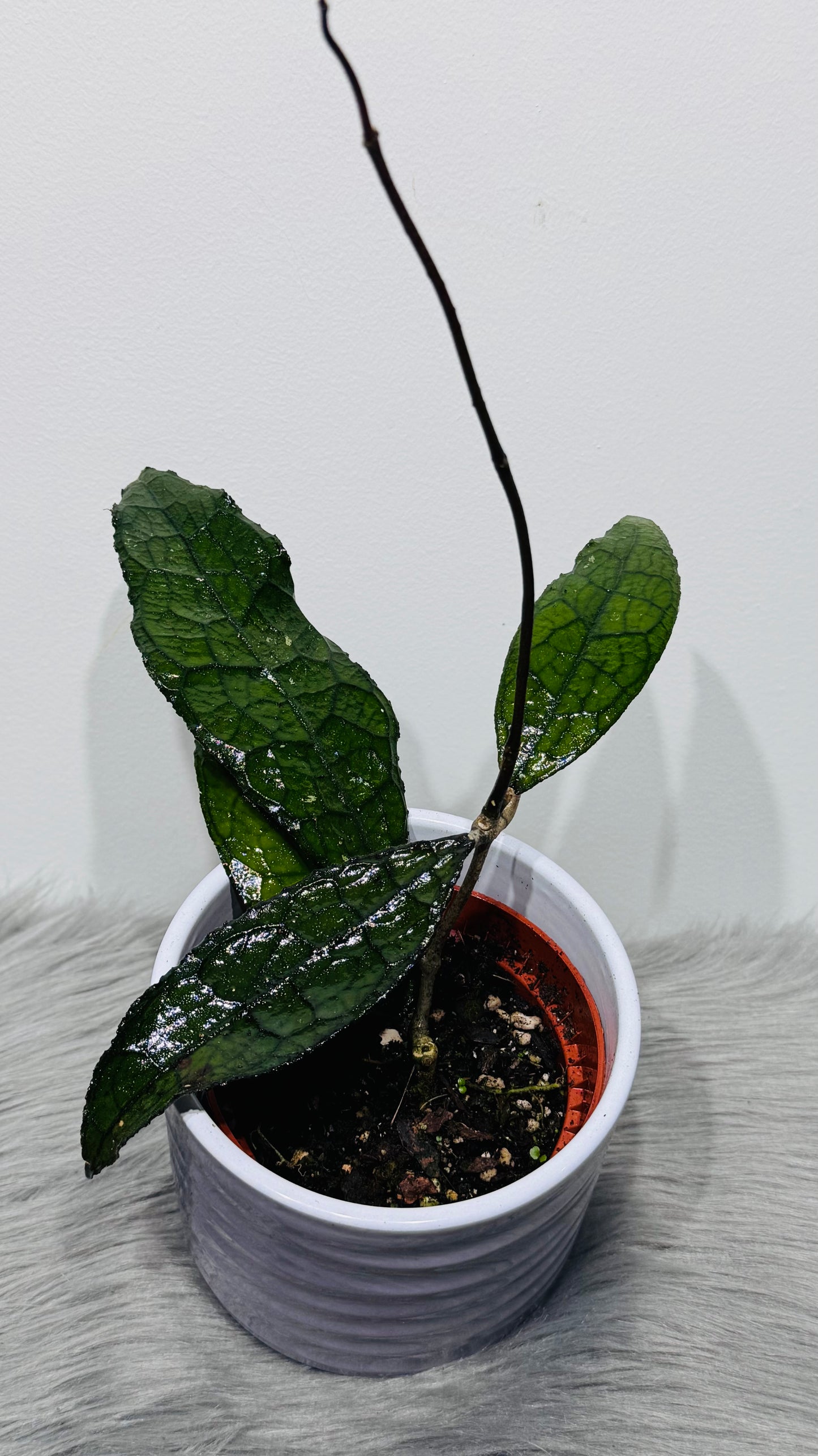 Hoya clemensiorum sumatra