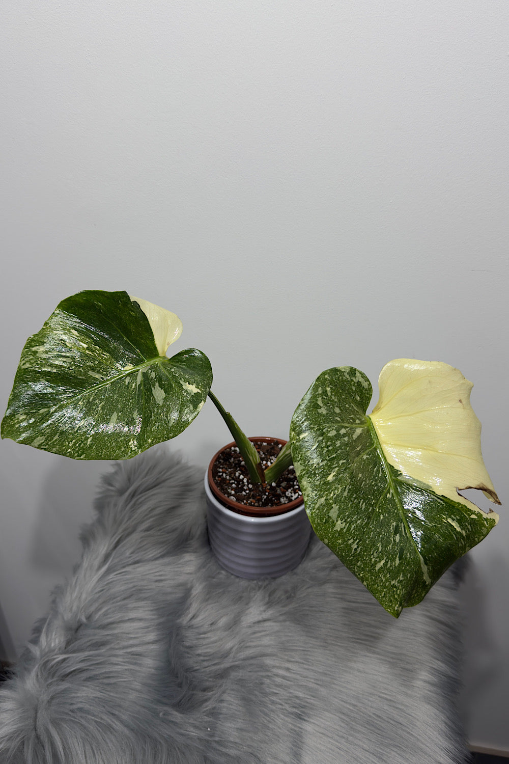 Monstera Thai Constellation 6 - www.augi-plants.lv