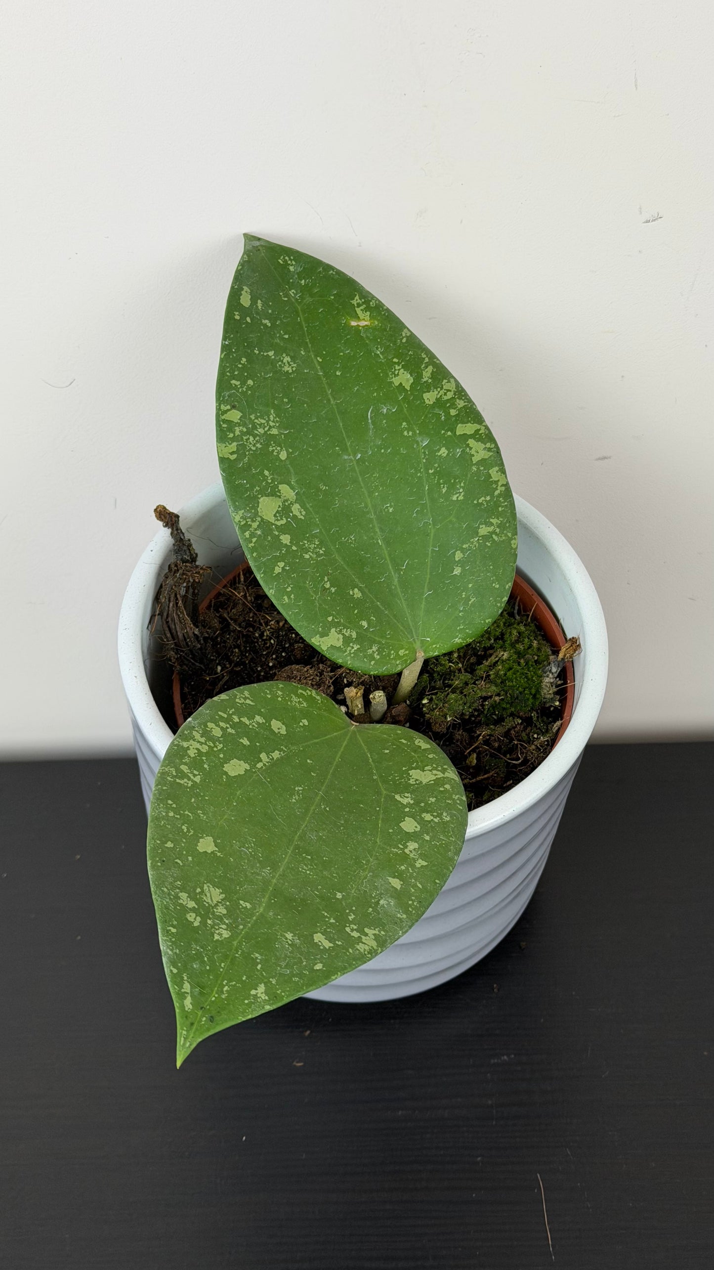 Hoya glabra Splash