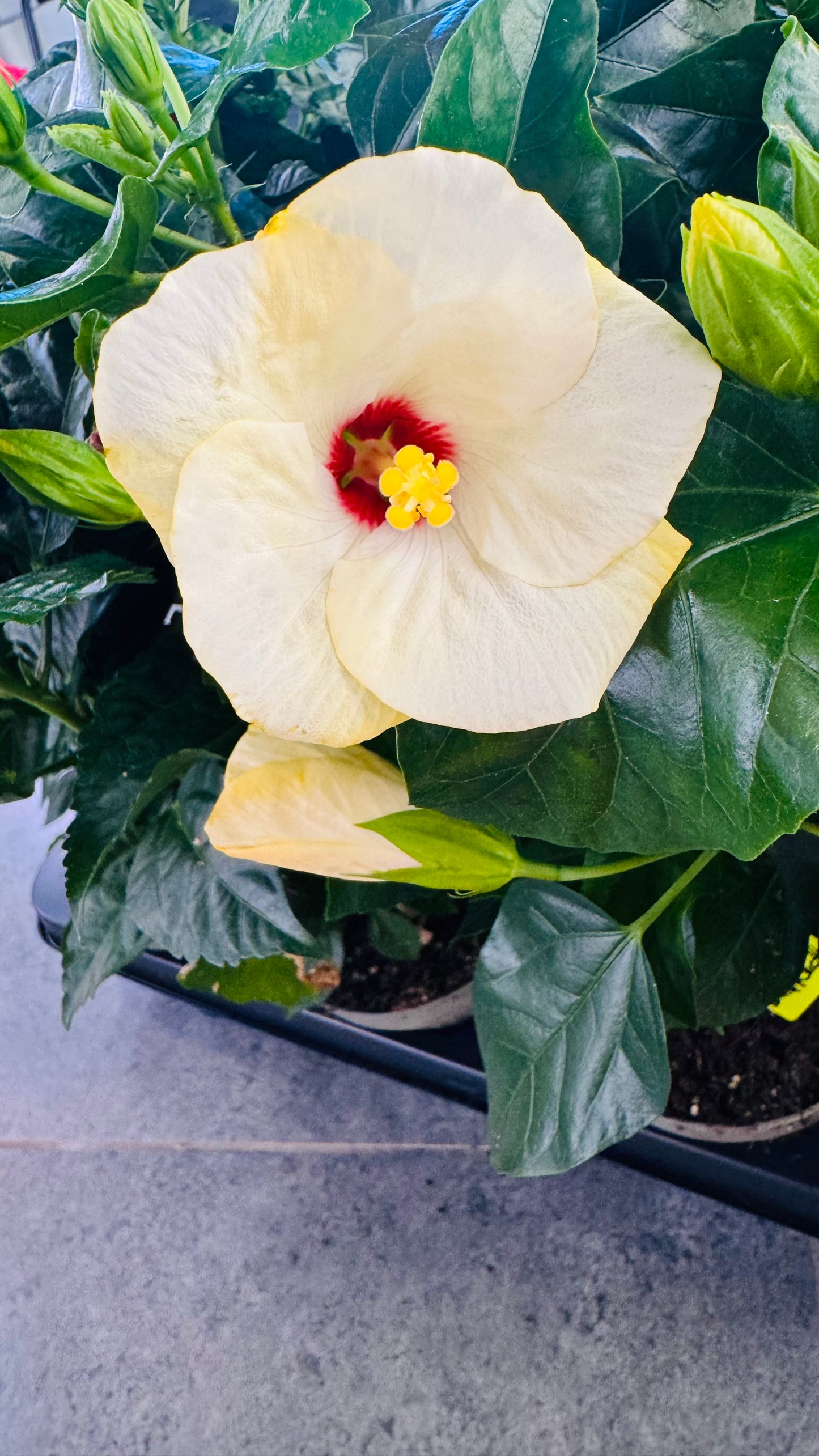 Hibiscus white with red
