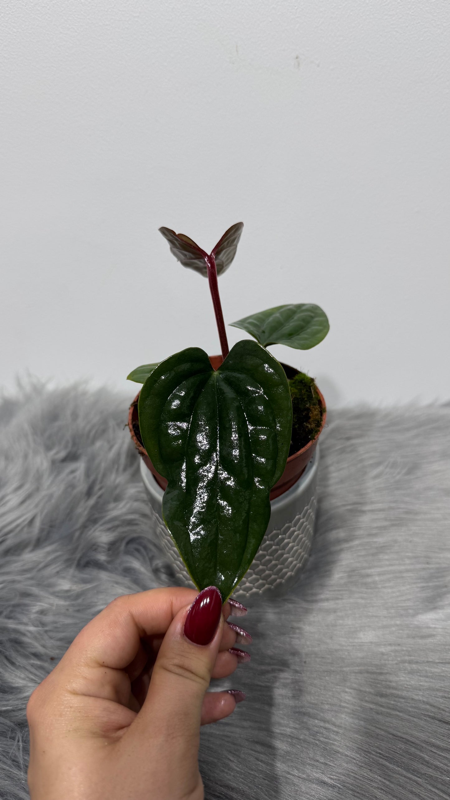 Anthurium Nigrolaminum Gigi x Luxurians