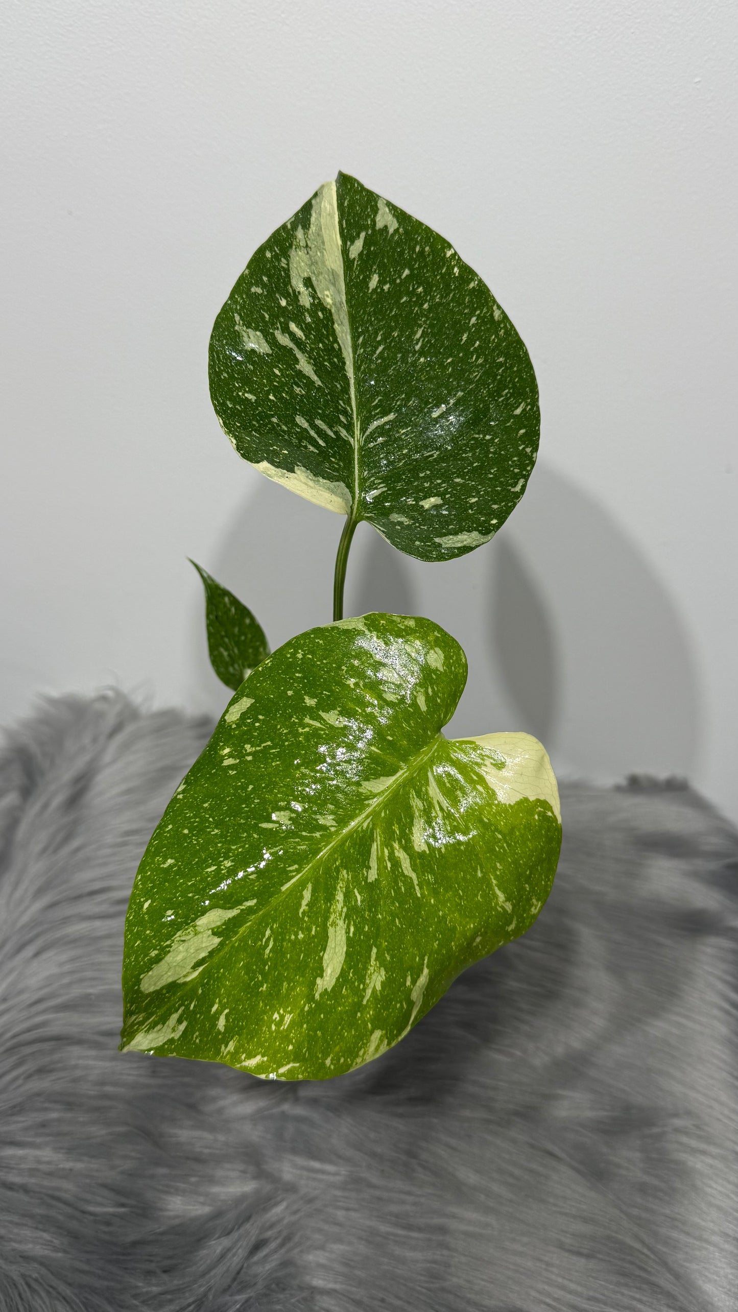 Monstera Thai Constellation