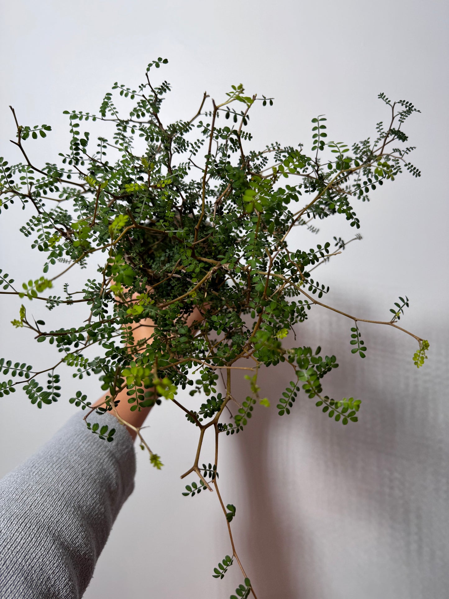 Sopho Little Baby - www.augi-plants.lv