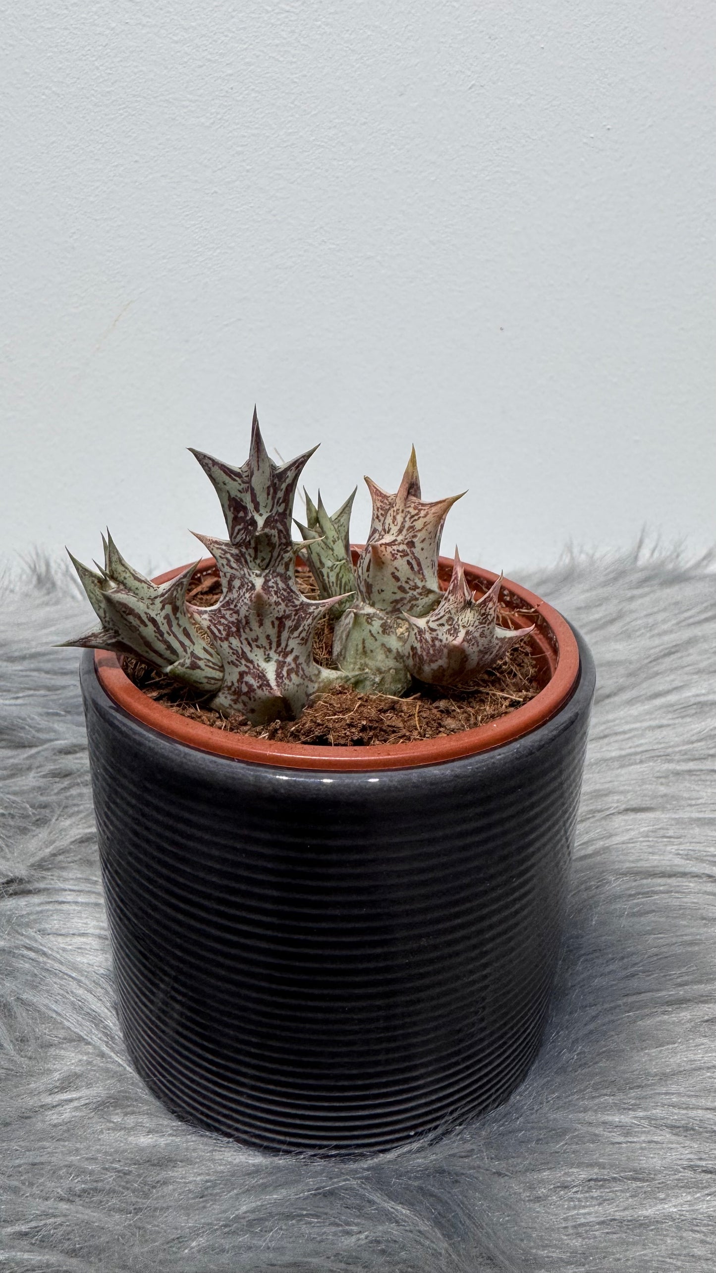 Stapelia 1