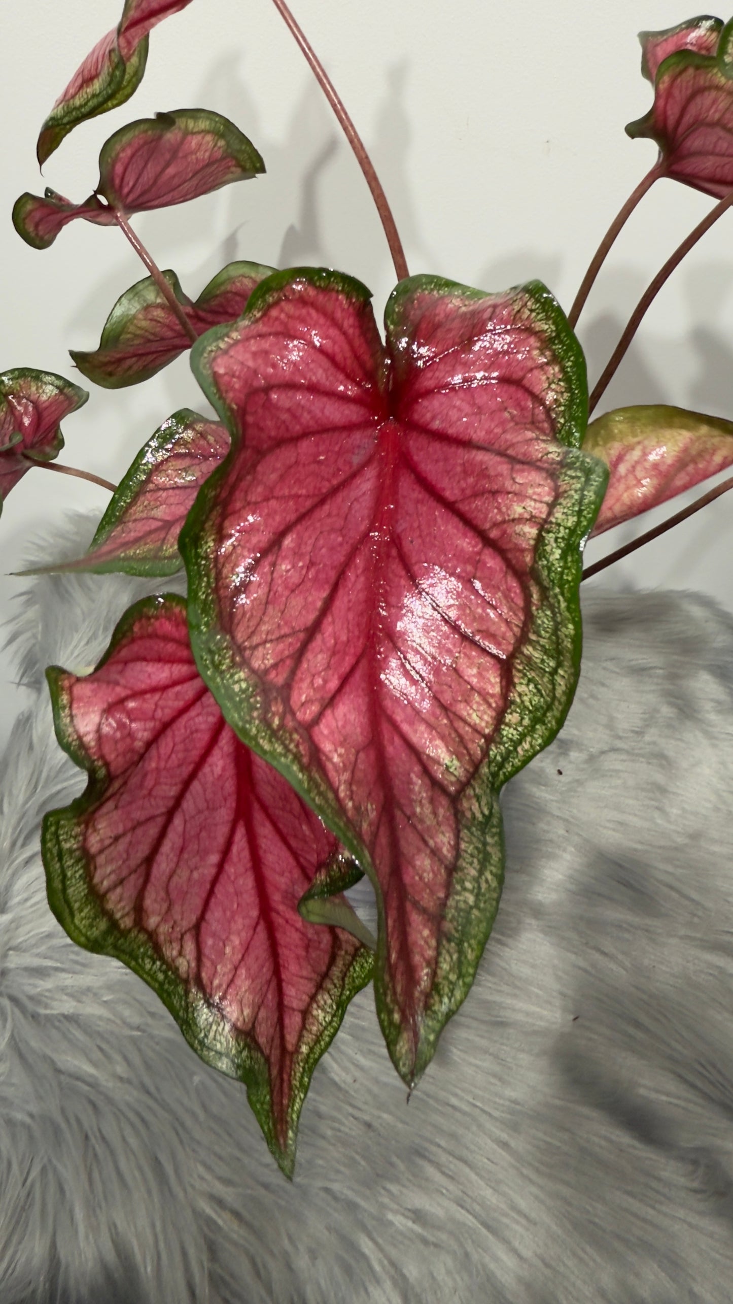 Caladium 3
